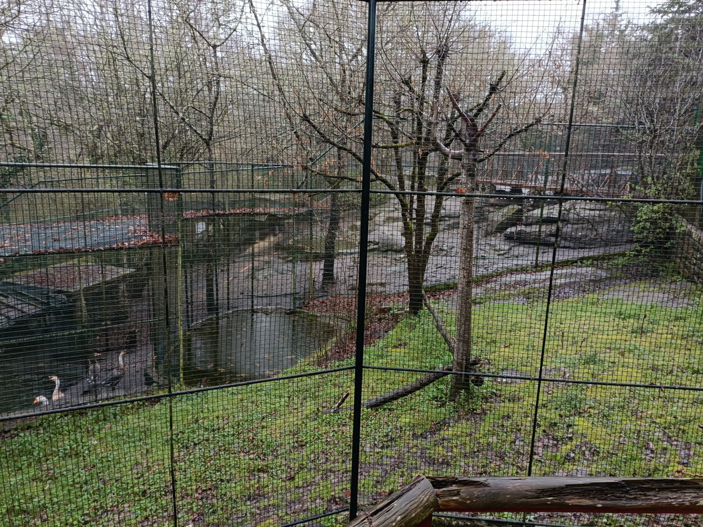 Turkey vulture exhibit - Avifauna Lugo