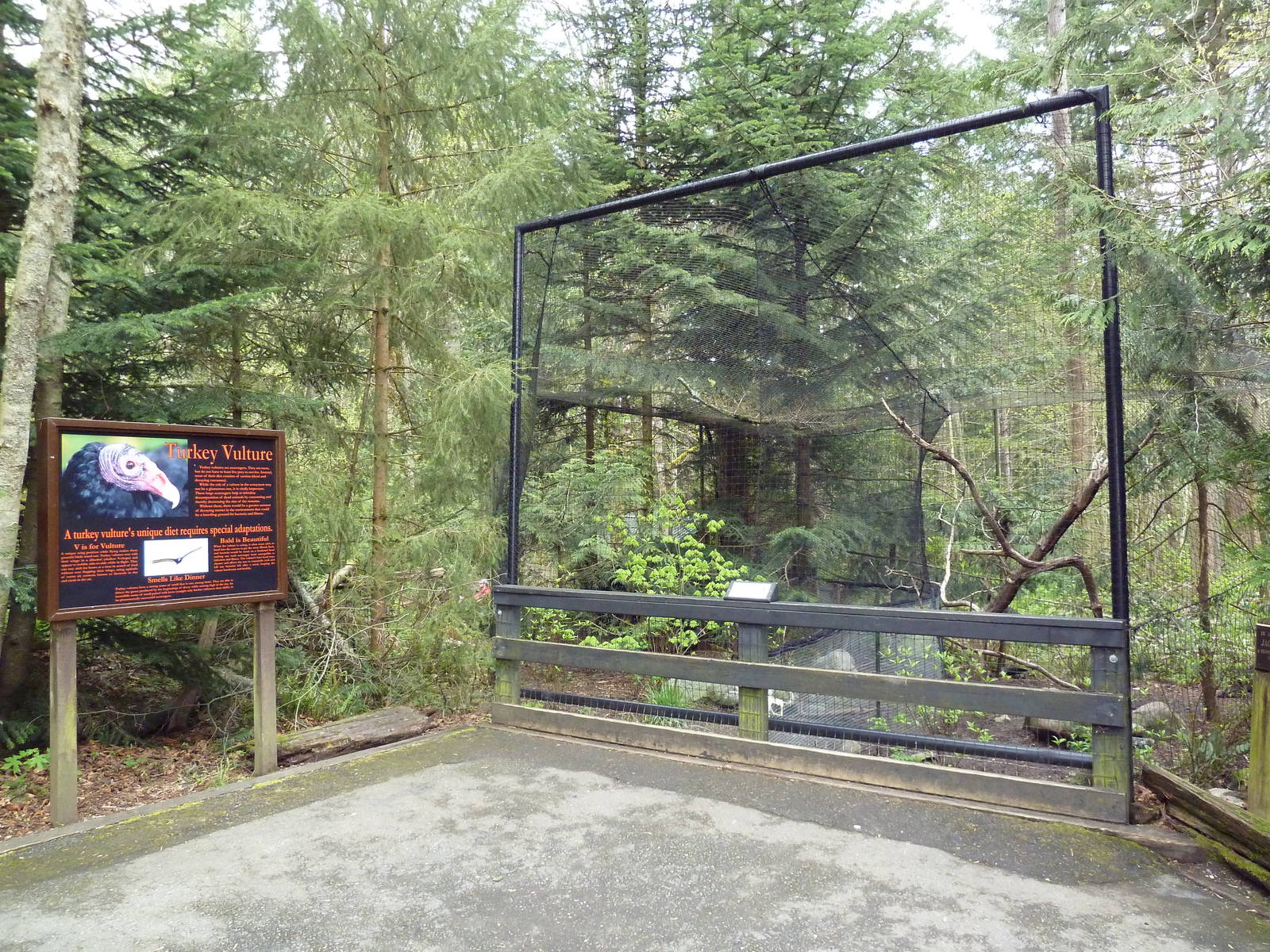 Turkey Vulture Exhibit