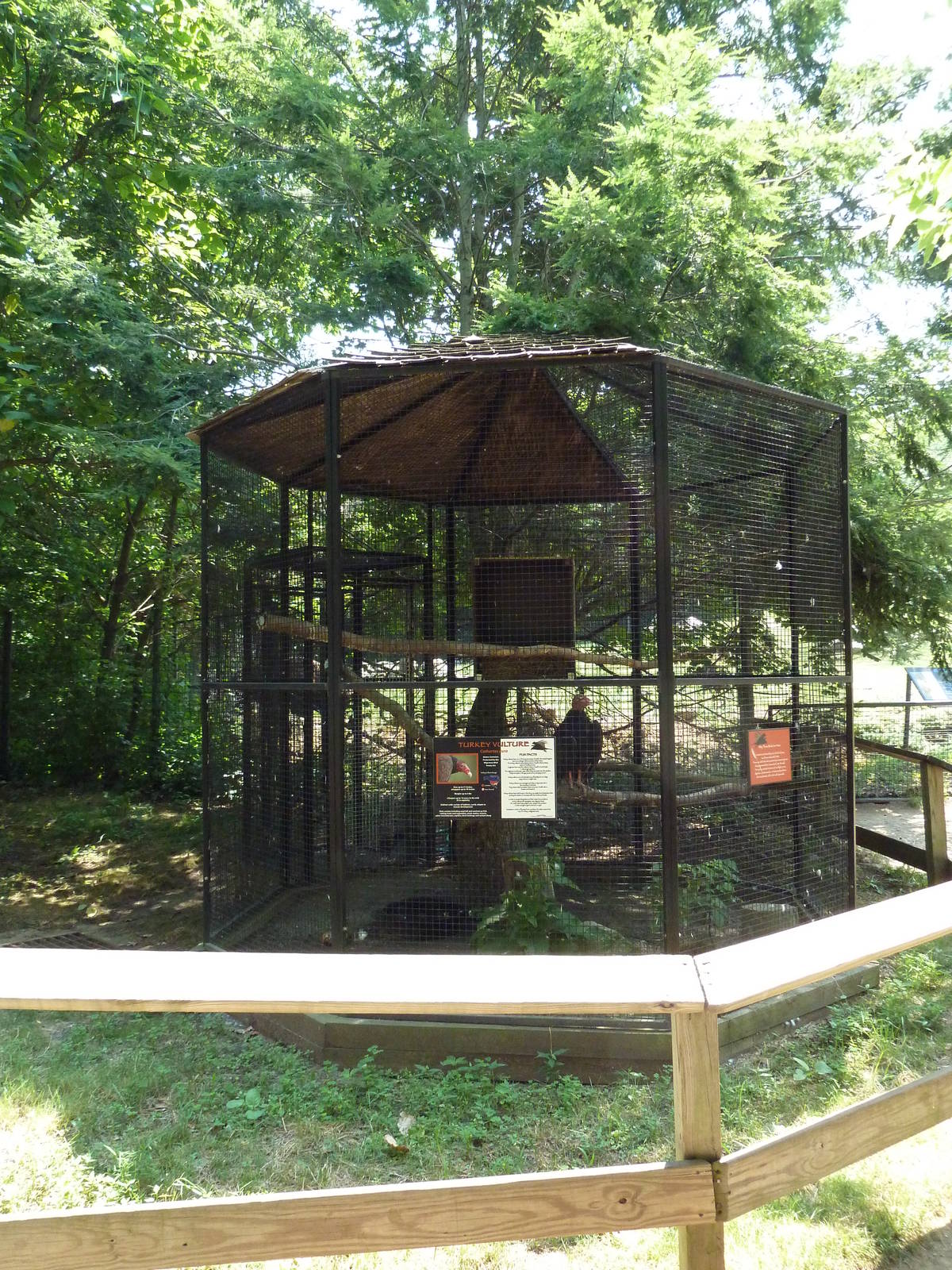 Turkey Vulture Exhibit