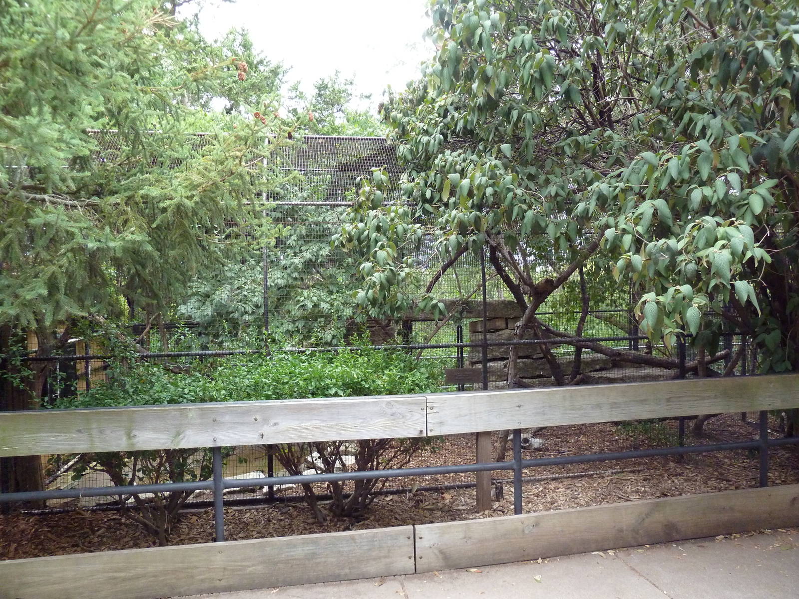 Turkey Vulture Exhibit