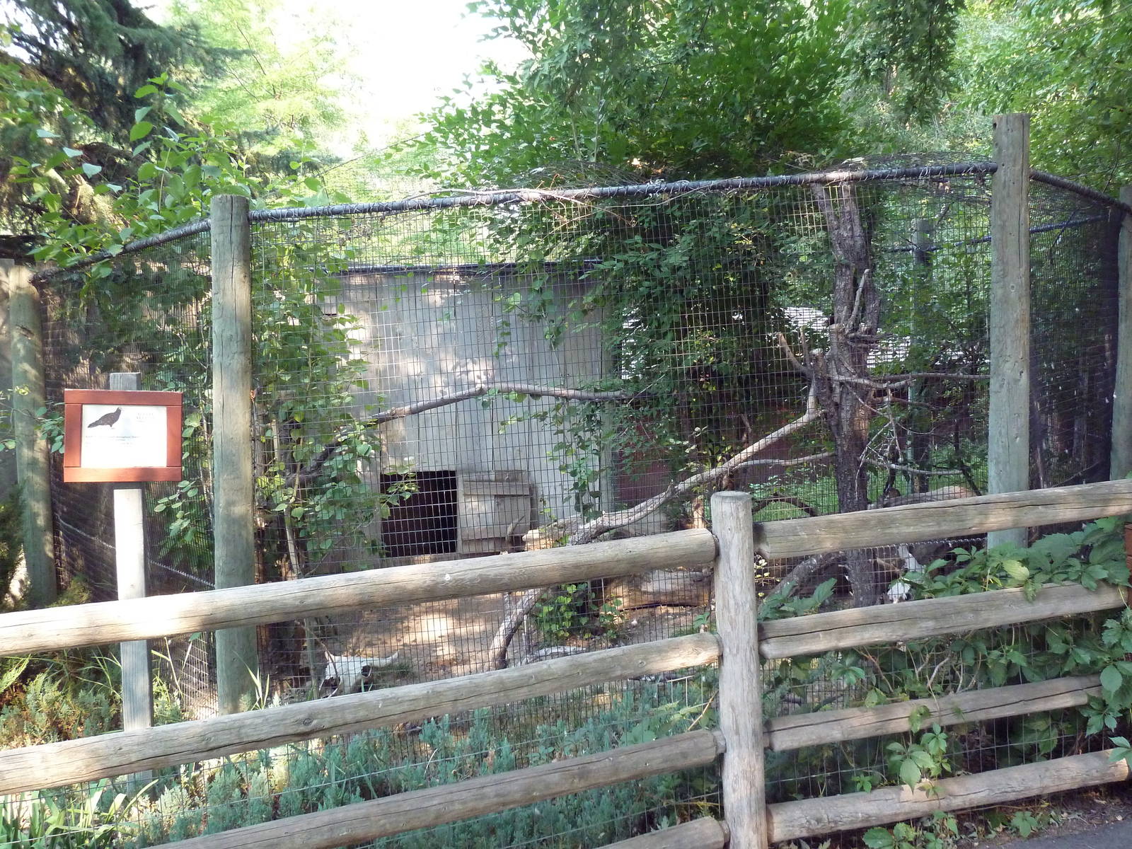 Turkey Vulture Exhibit
