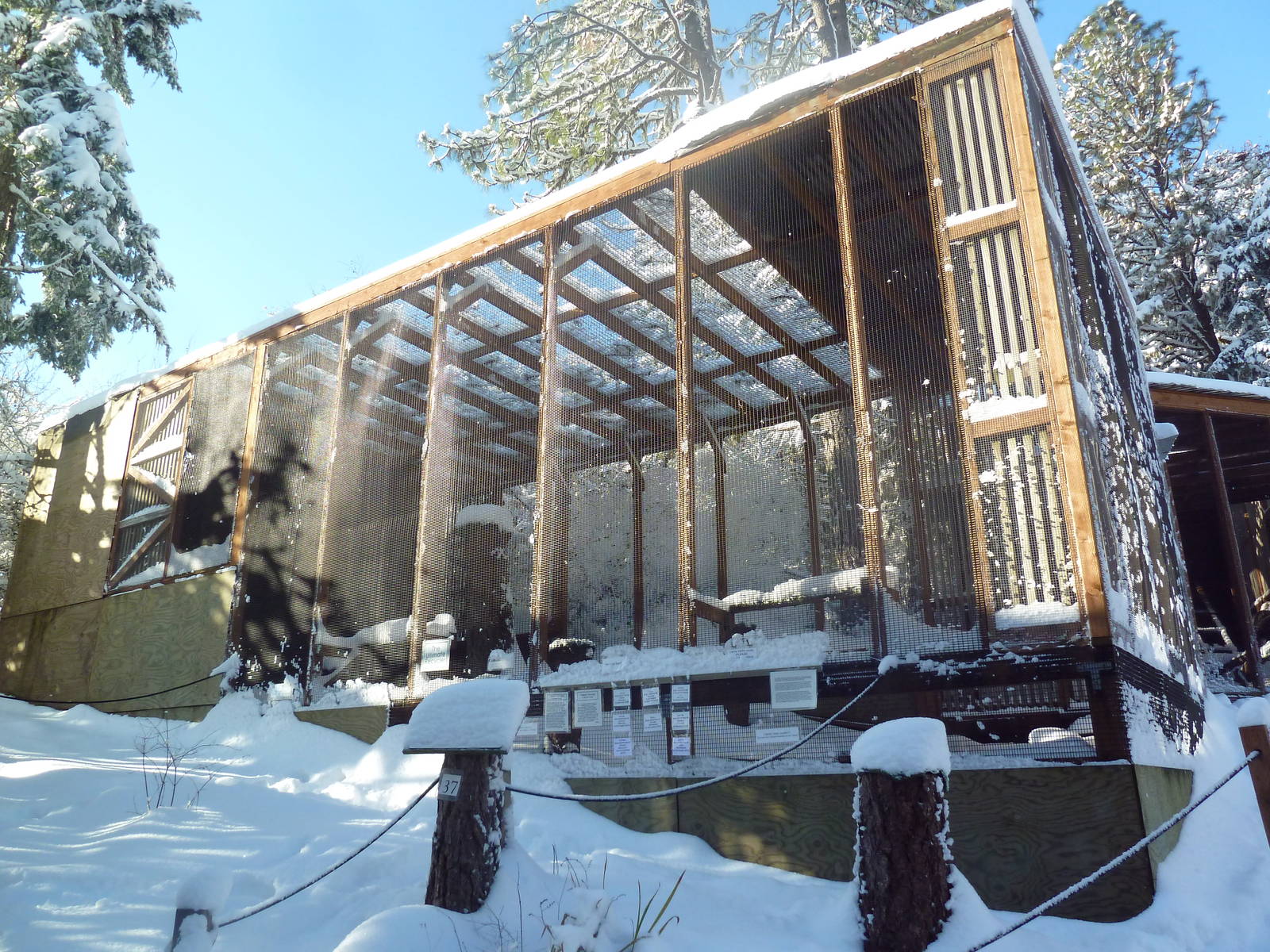 Turkey Vulture Exhibit