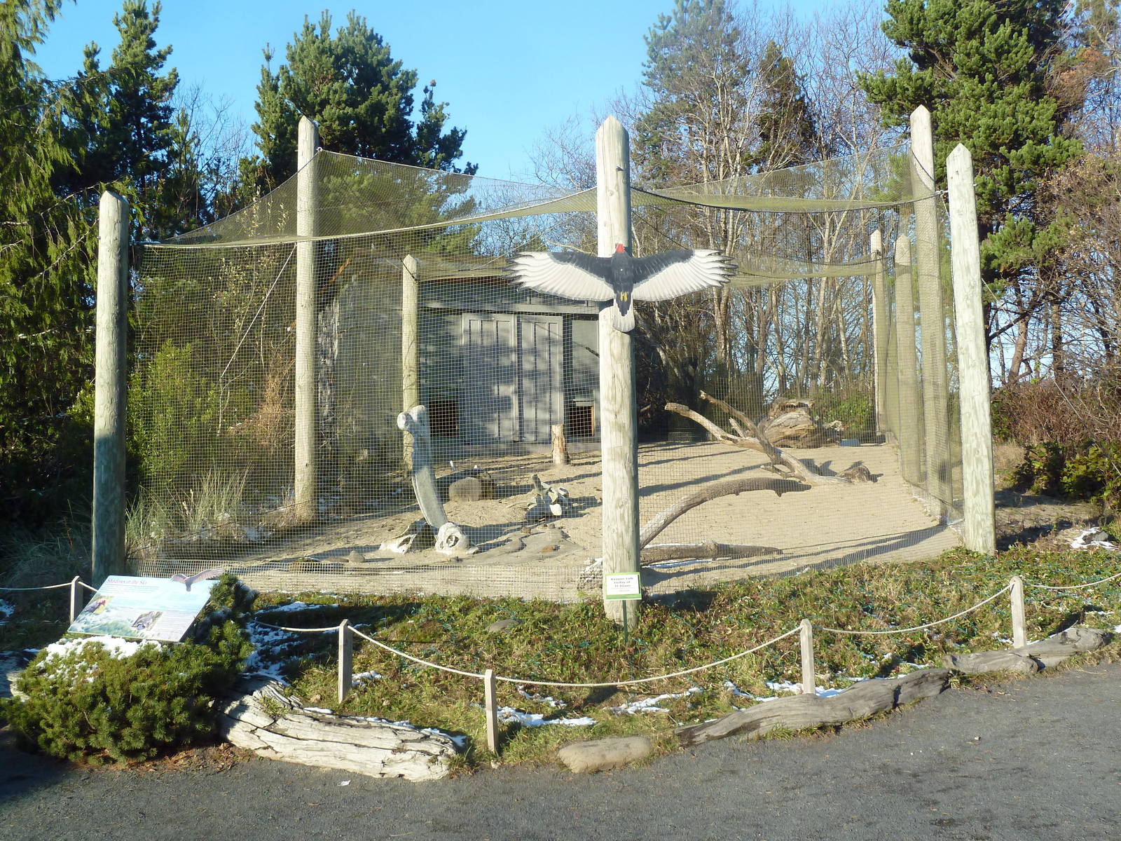 Turkey Vulture Exhibit