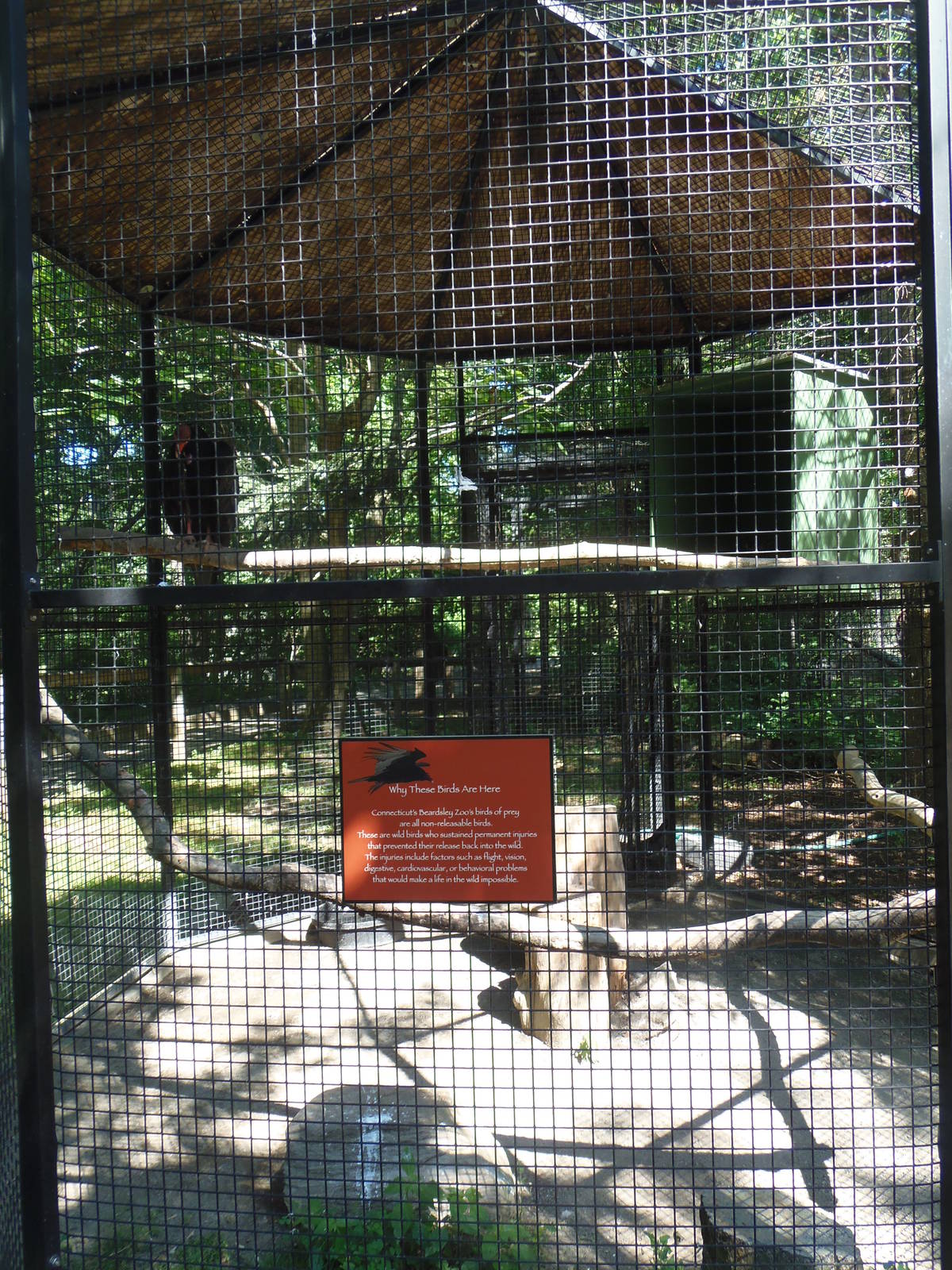 Turkey Vulture Exhibit