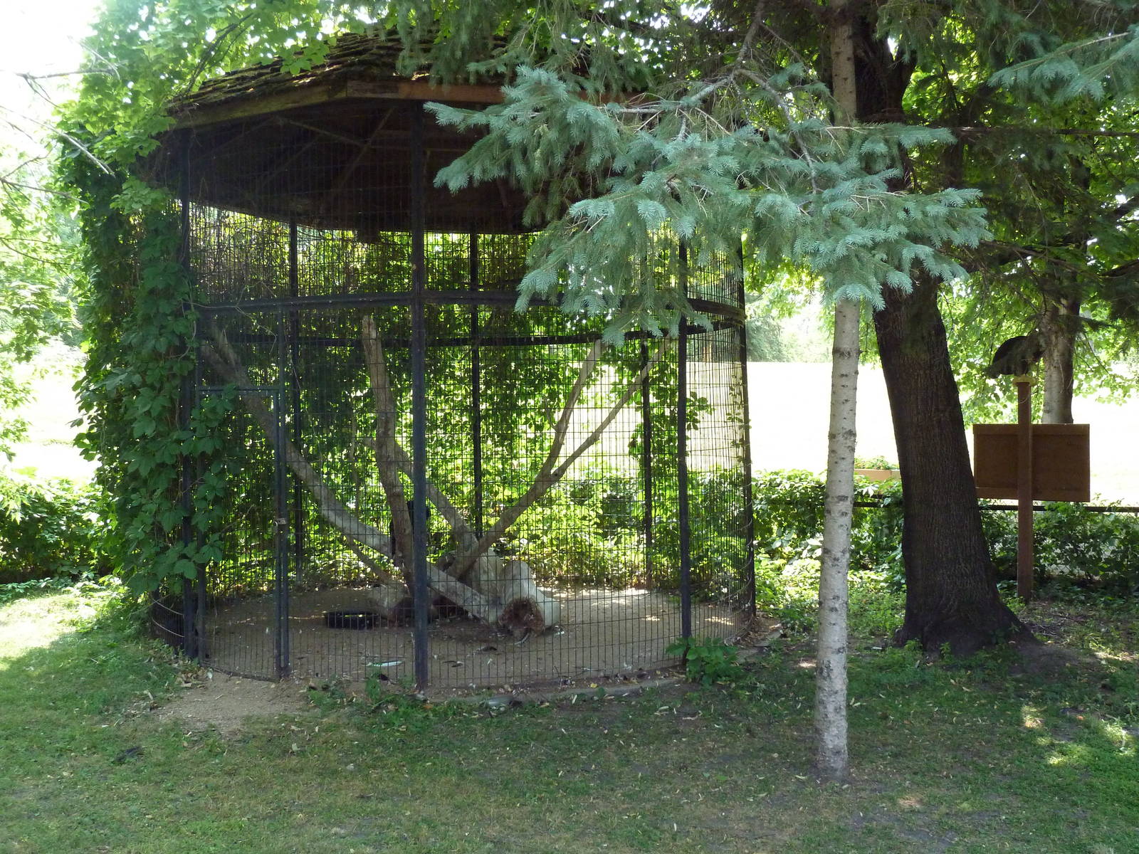 Turkey Vulture Exhibit