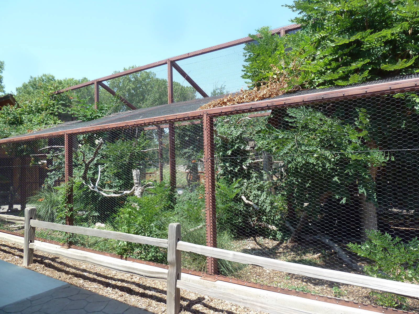 Turkey Vulture Exhibit