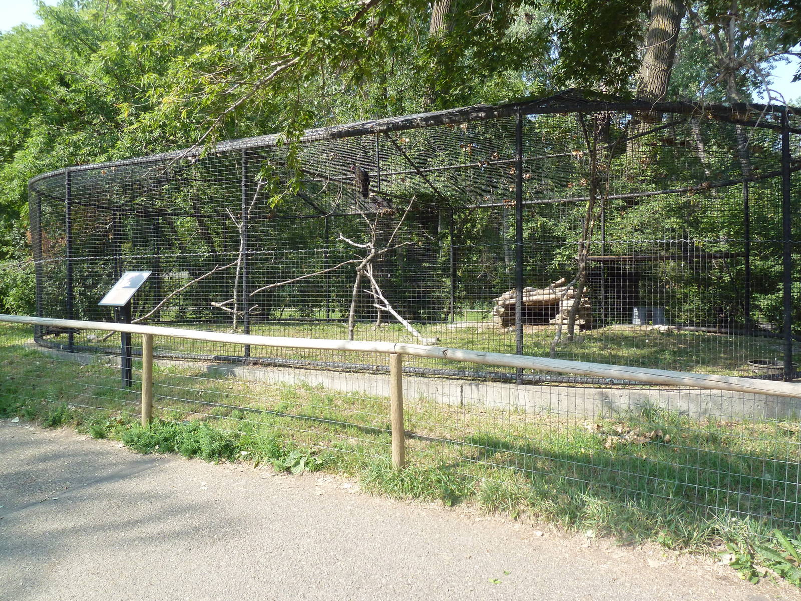 Turkey Vulture Exhibit