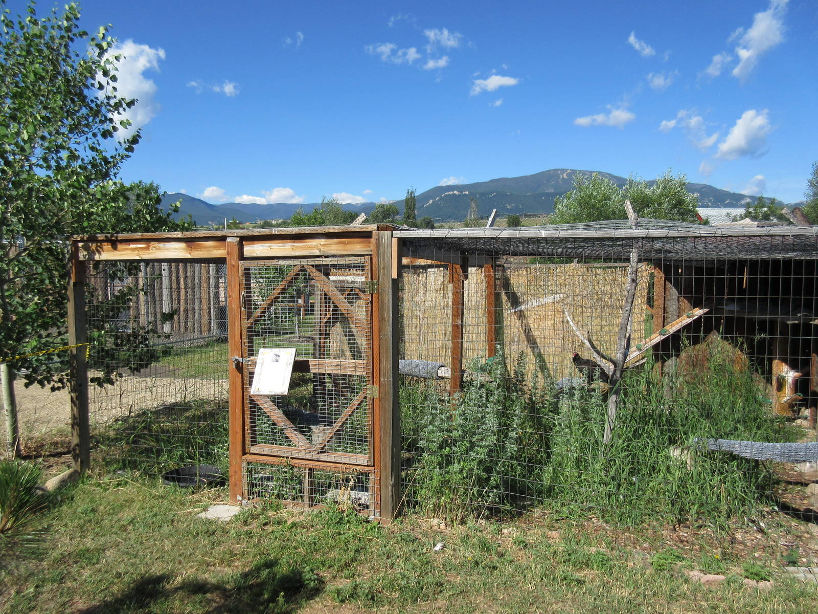 Turkey Vulture Exhibit