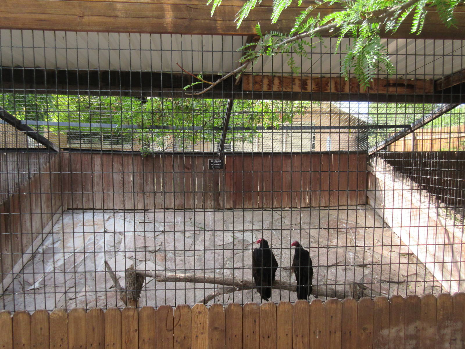 Turkey Vulture Exhibit