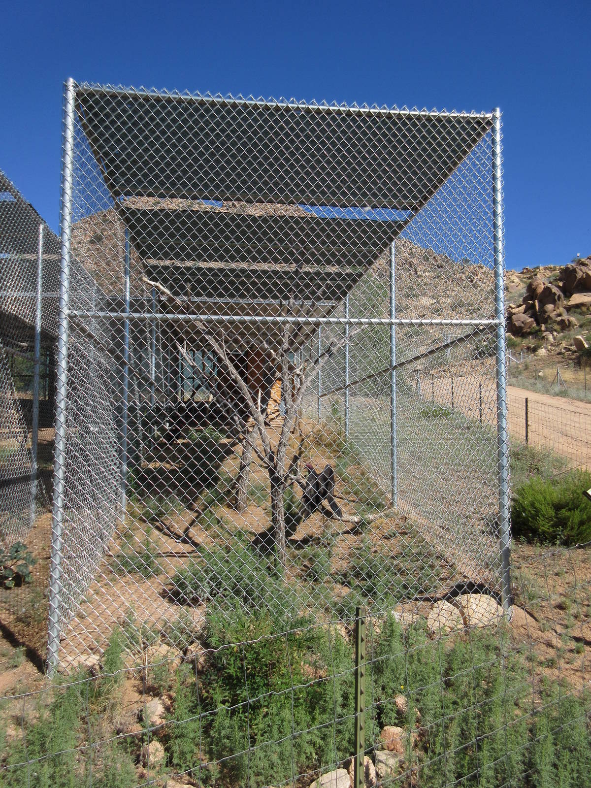 Turkey Vulture Exhibit