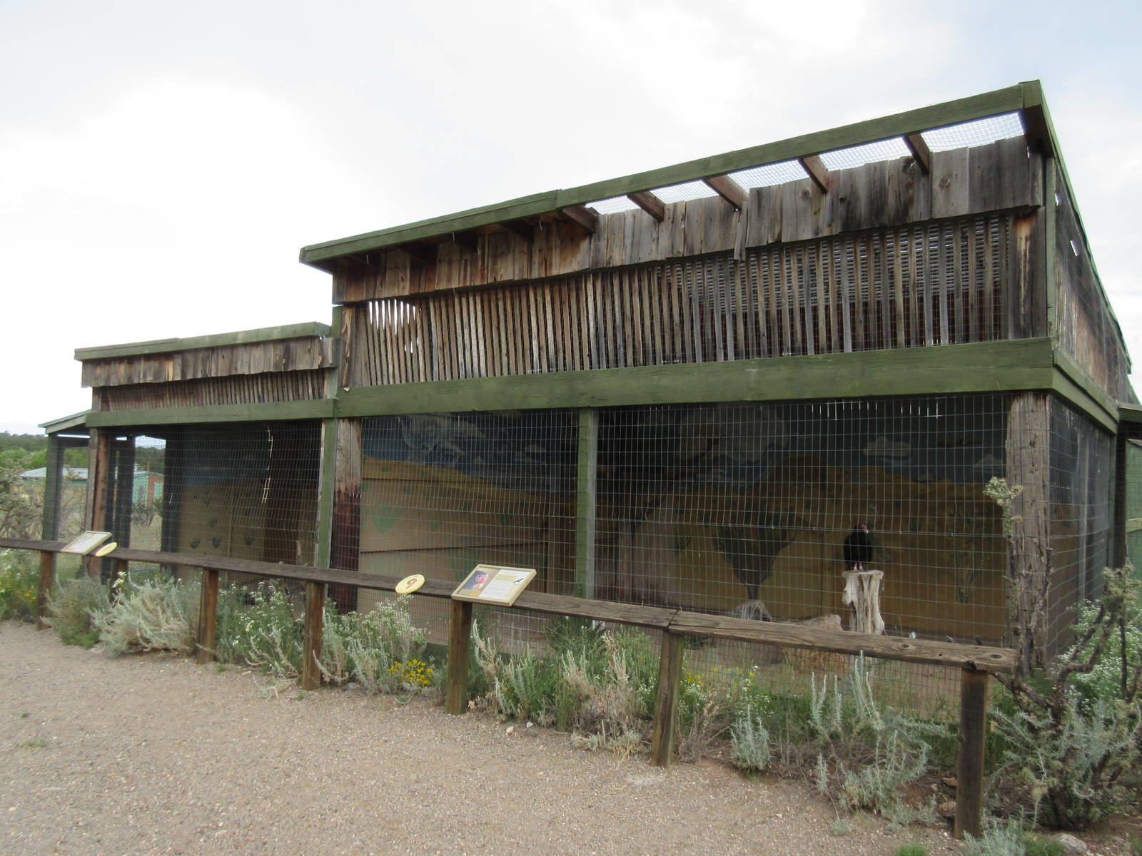 Turkey Vulture Exhibit