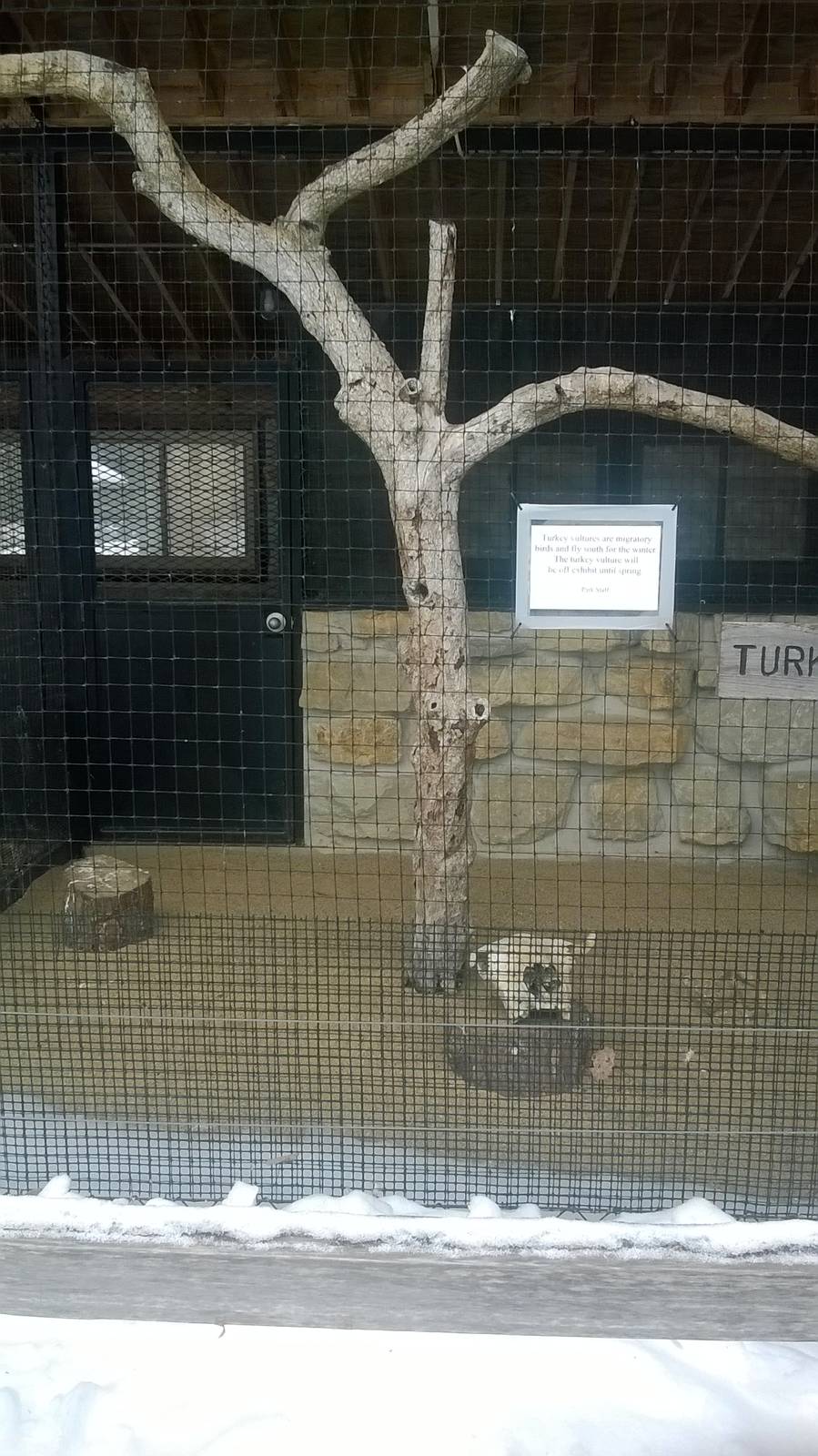 Turkey Vulture Exhibit
