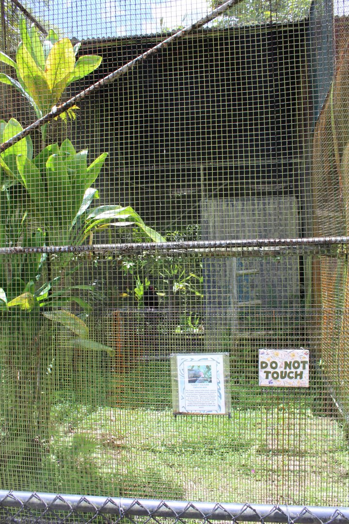 Turkey Vulture Exhibit