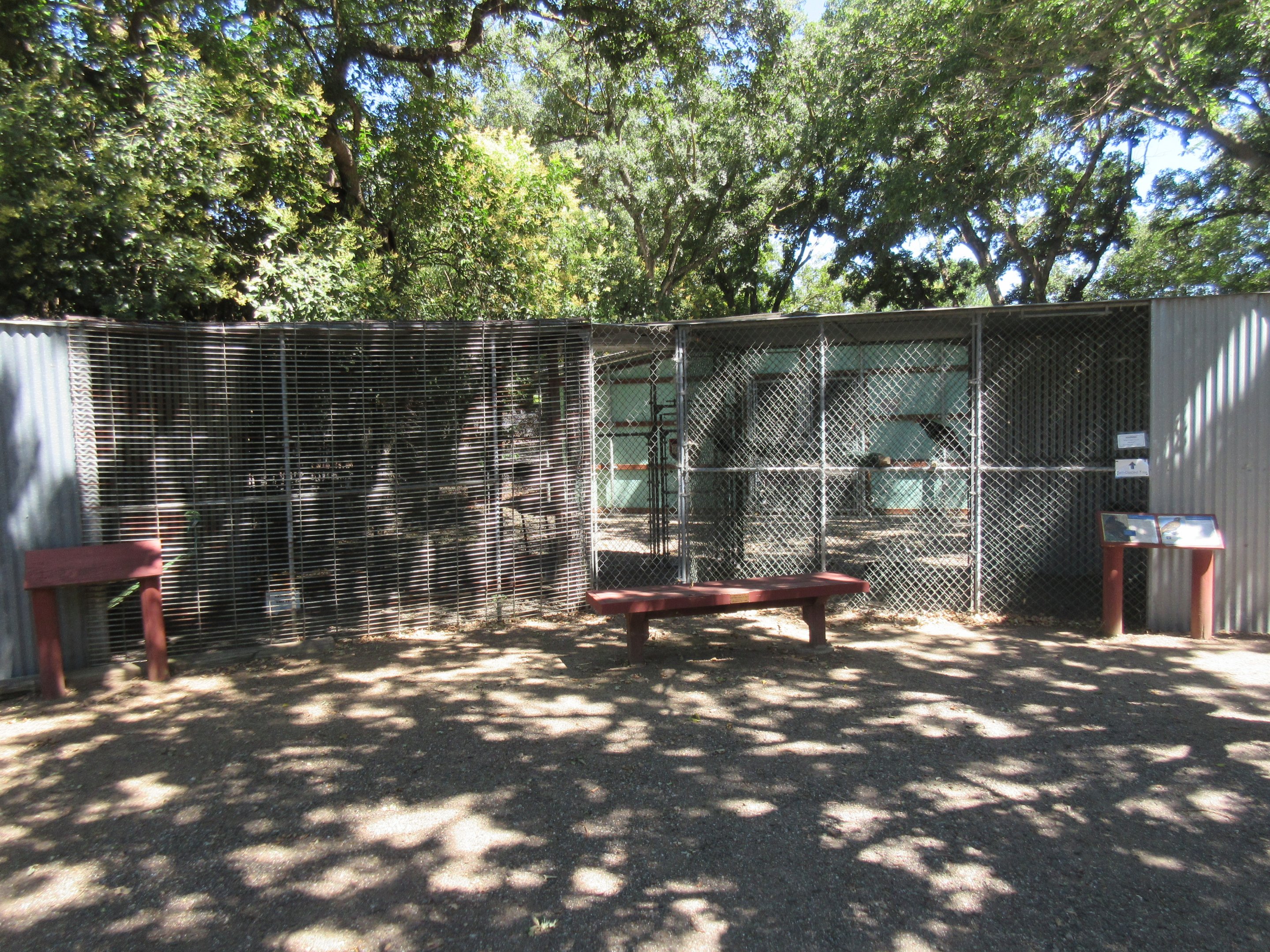 Turkey Vulture Exhibit