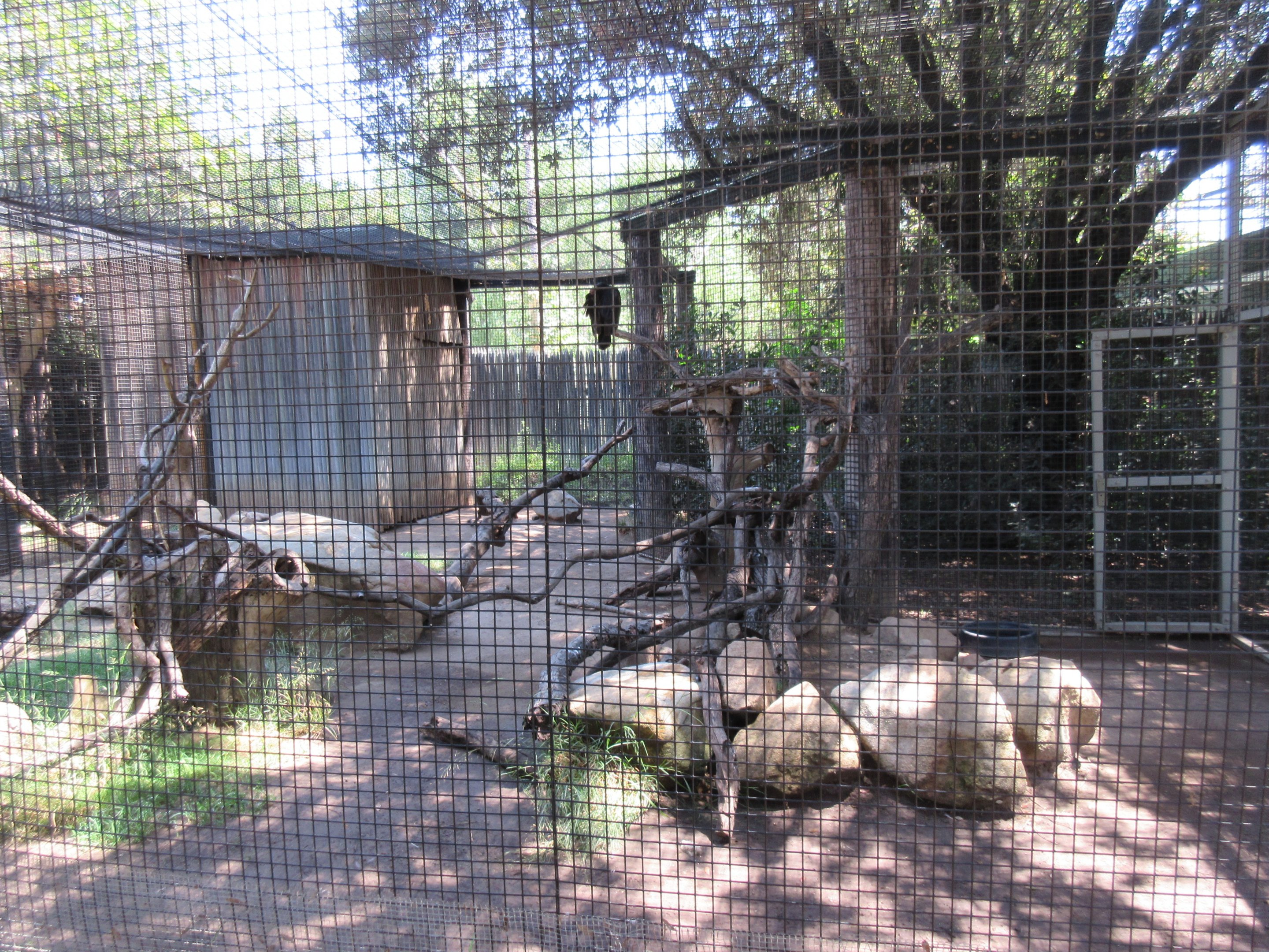 Turkey Vulture Exhibit