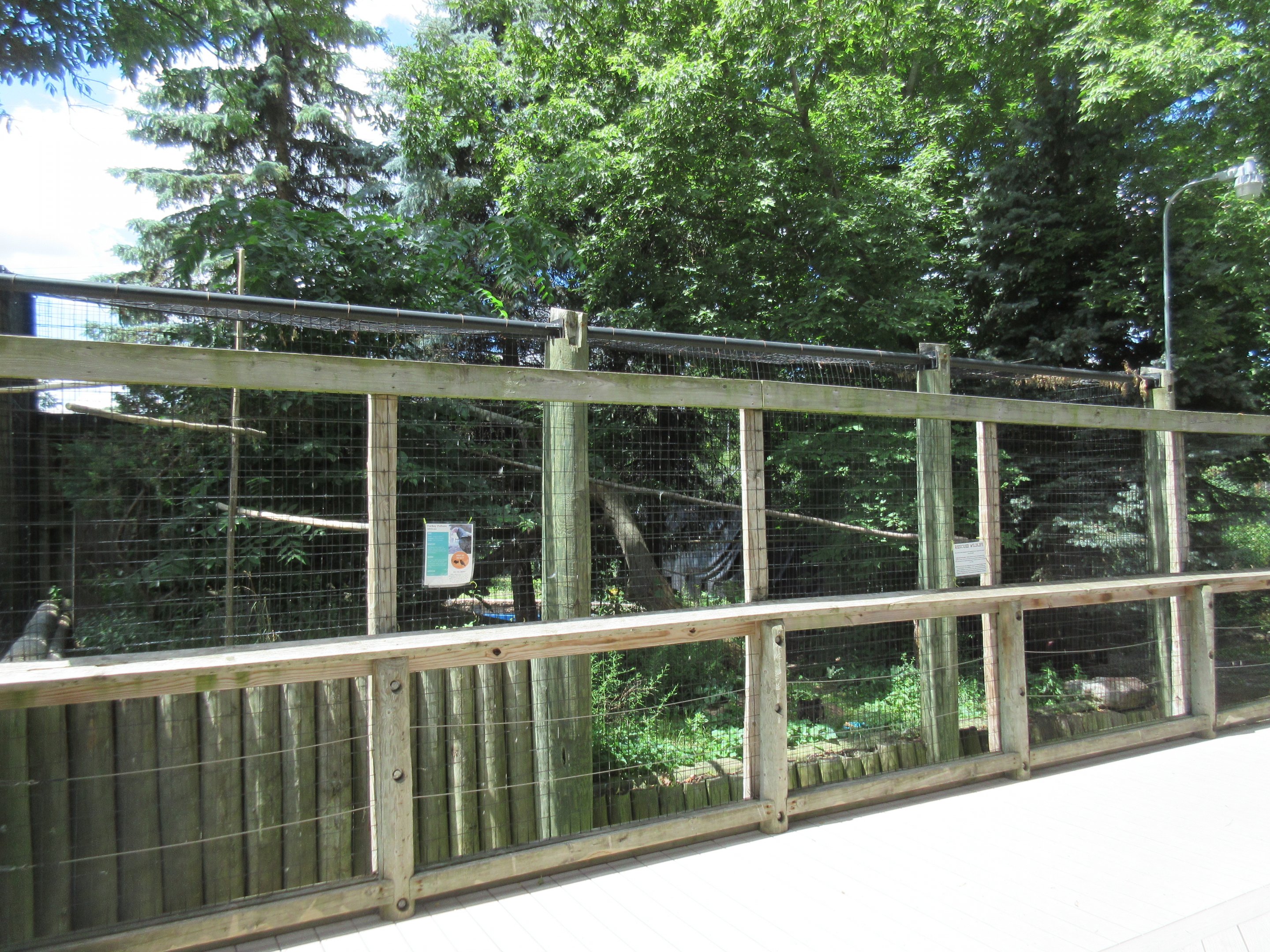 Turkey Vulture Exhibit