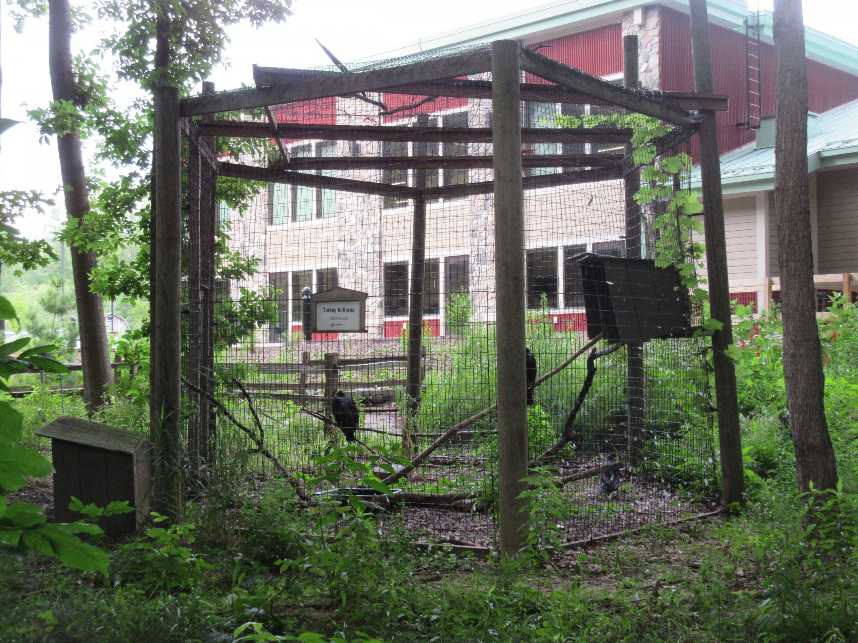 Turkey Vulture Exhibit