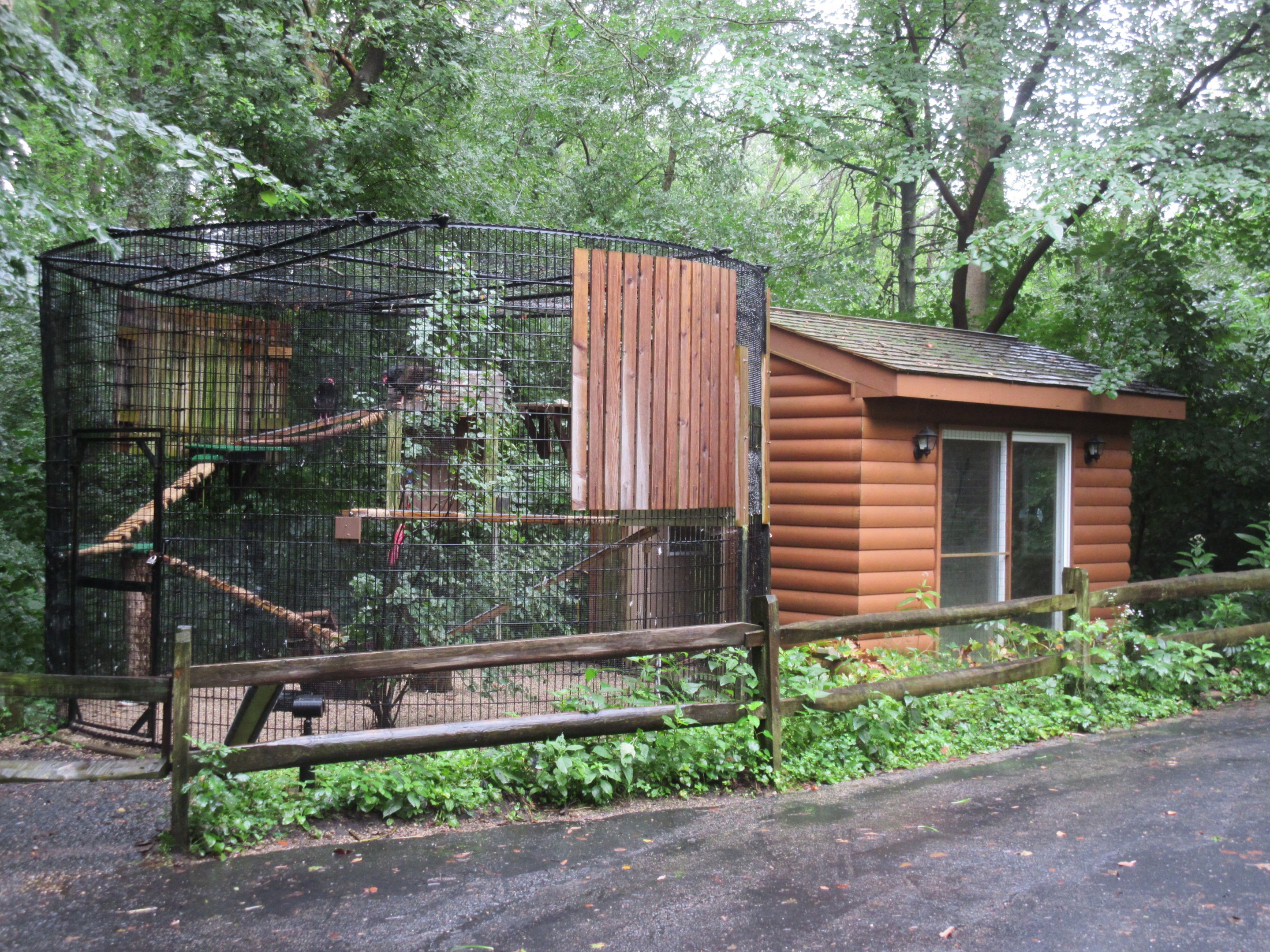 Turkey Vulture Exhibit