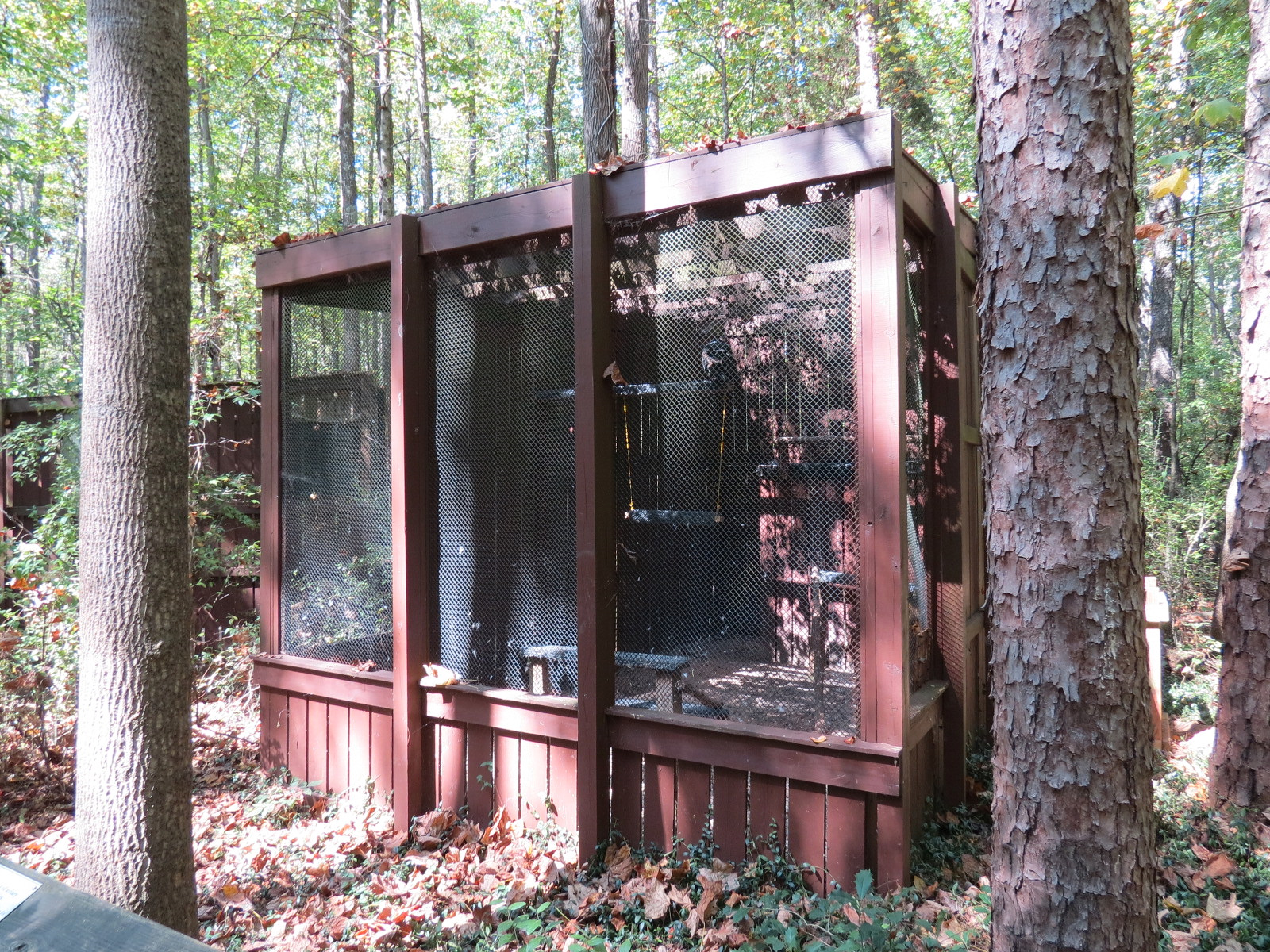 Turkey Vulture Exhibit