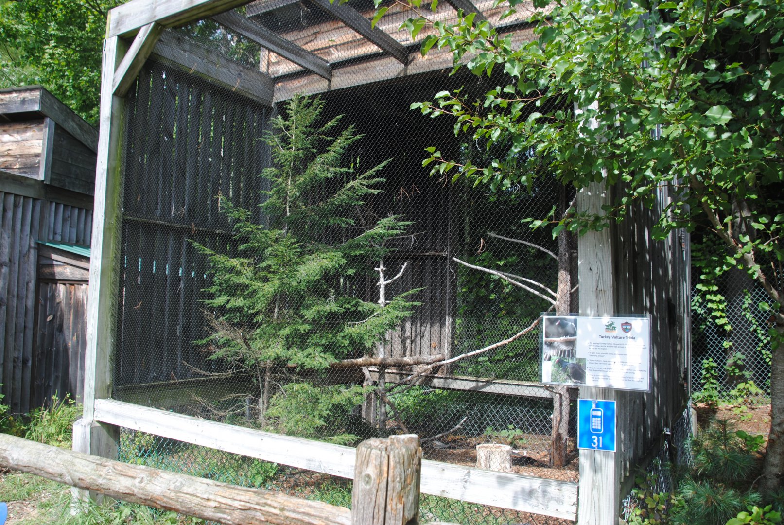 Turkey Vulture exhibit