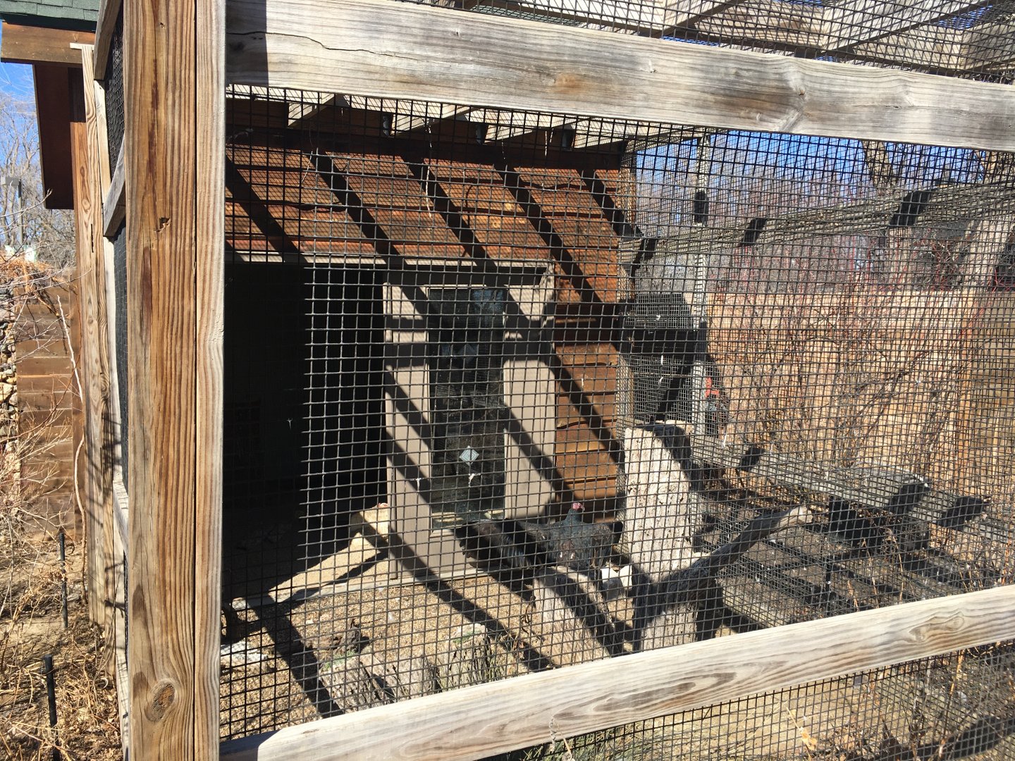Turkey Vulture Exhibit