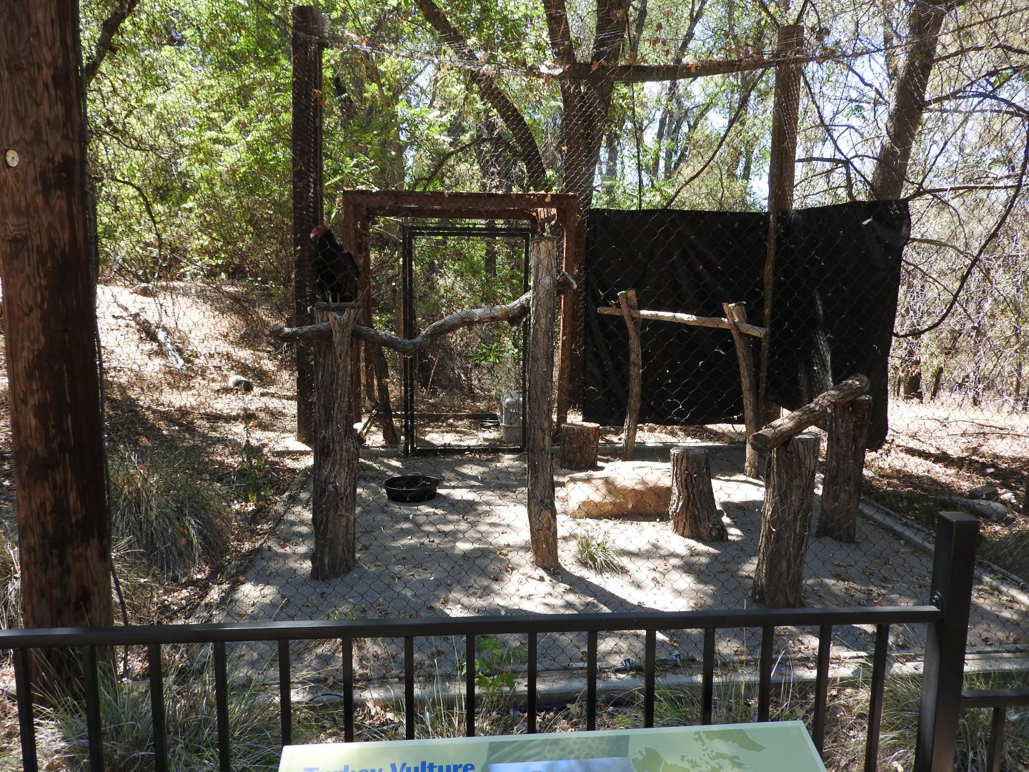 Turkey Vulture Exhibit