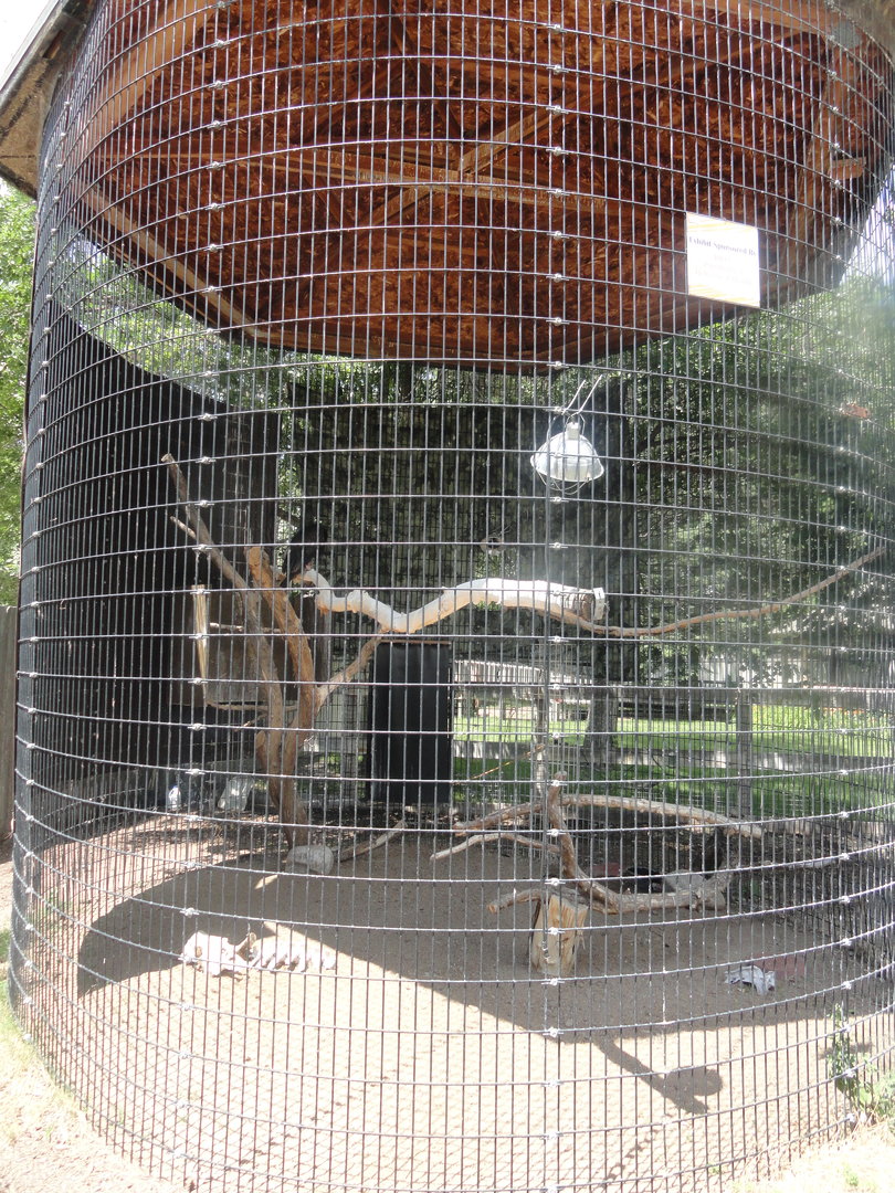 Turkey Vulture Exhibit