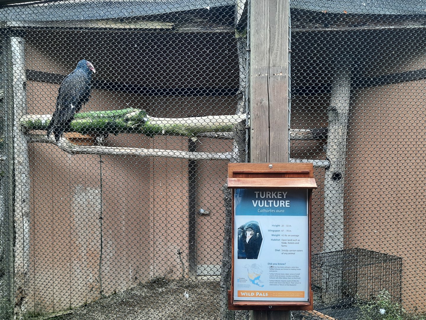 Turkey Vulture Exhibit