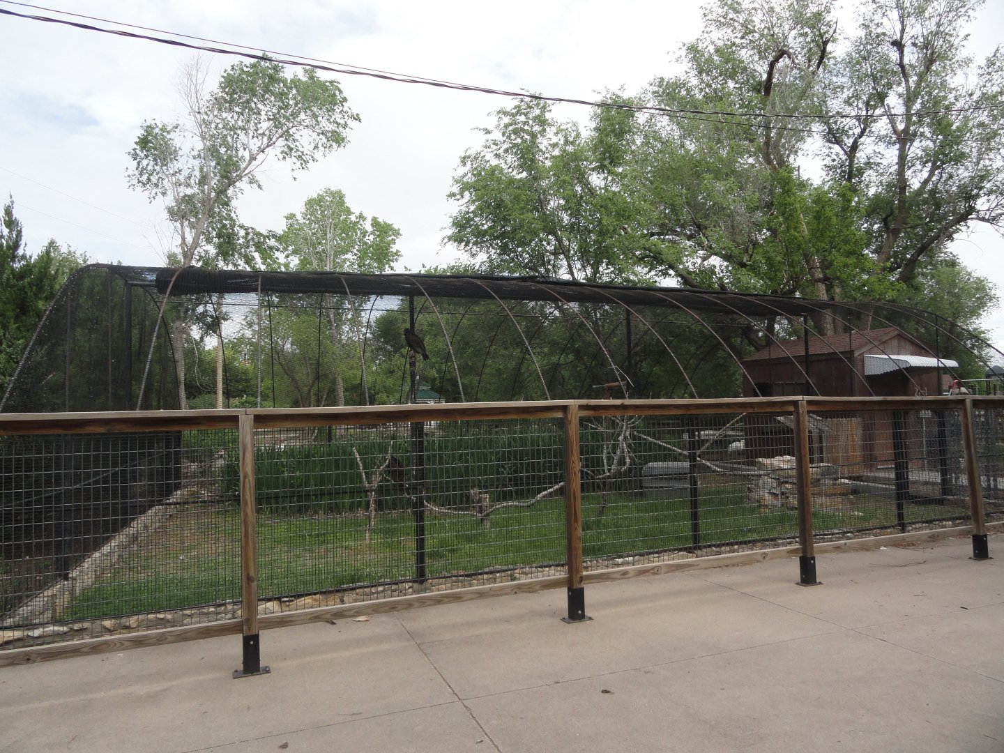 Turkey Vulture Exhibit