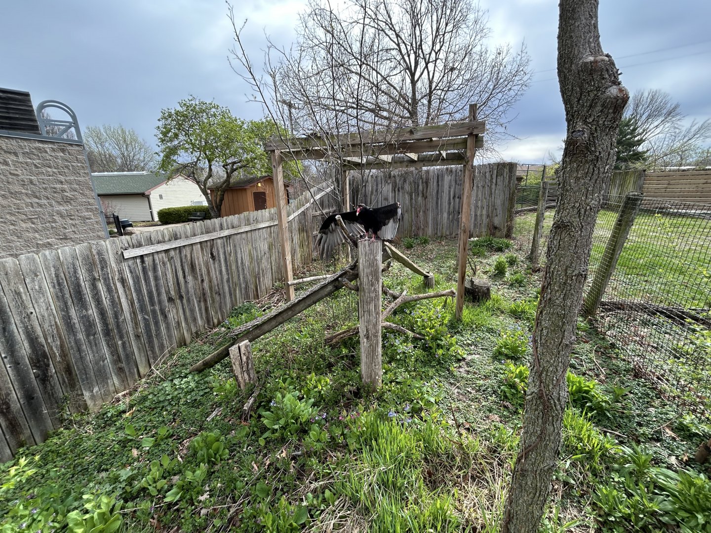 Turkey Vulture Exhibit