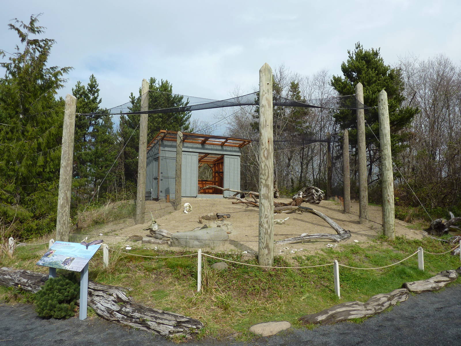 Turkey Vulture Exhibit
