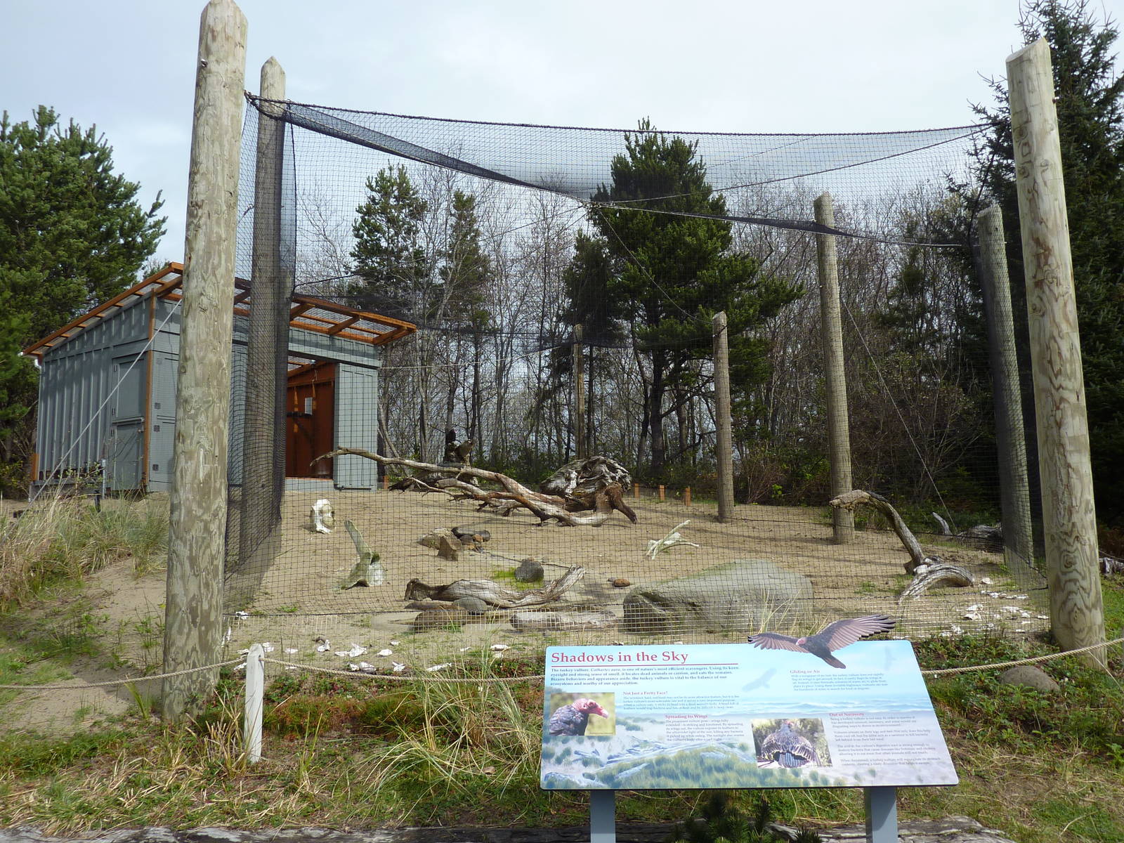 Turkey Vulture Exhibit