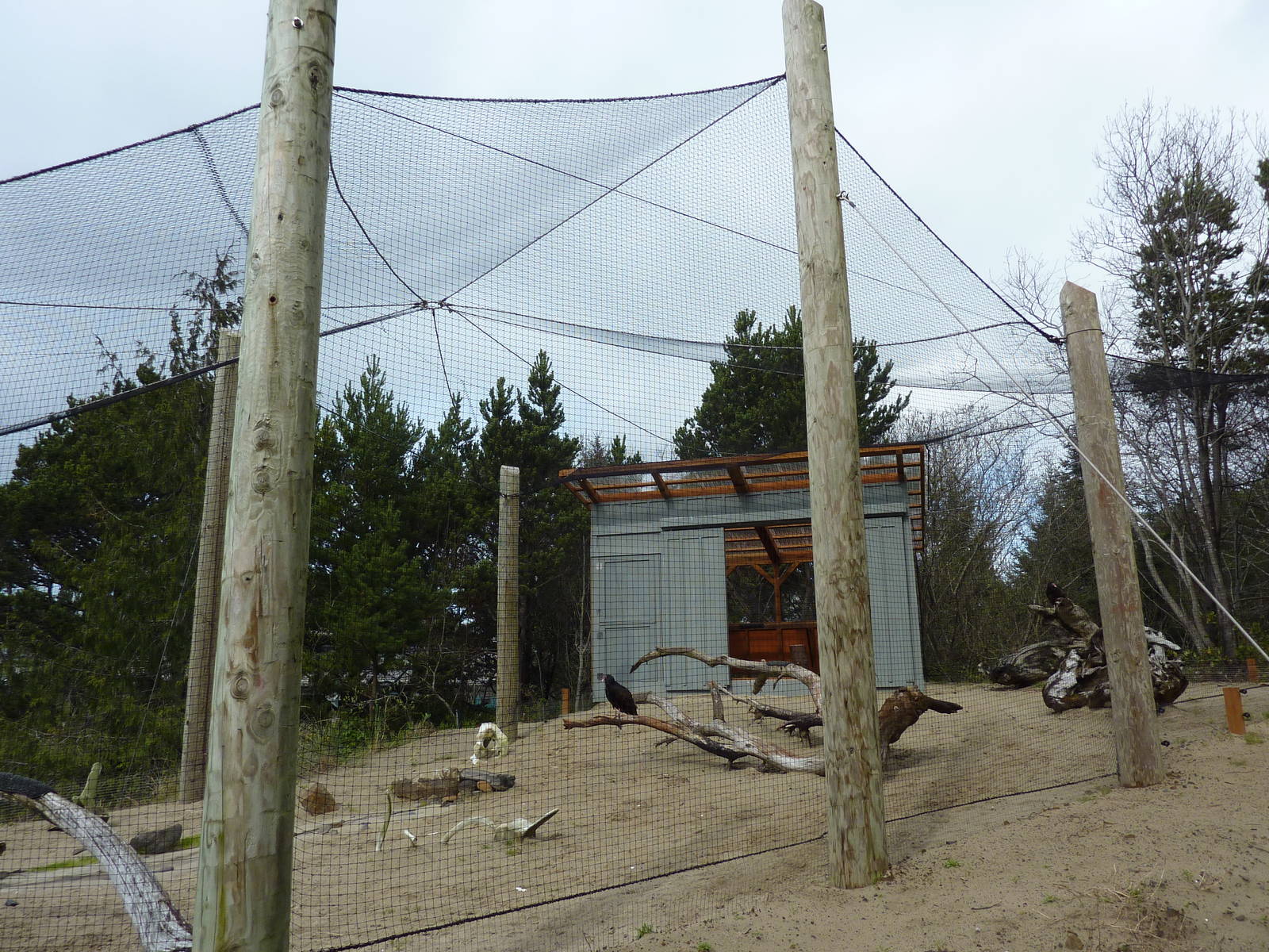 Turkey Vulture Exhibit