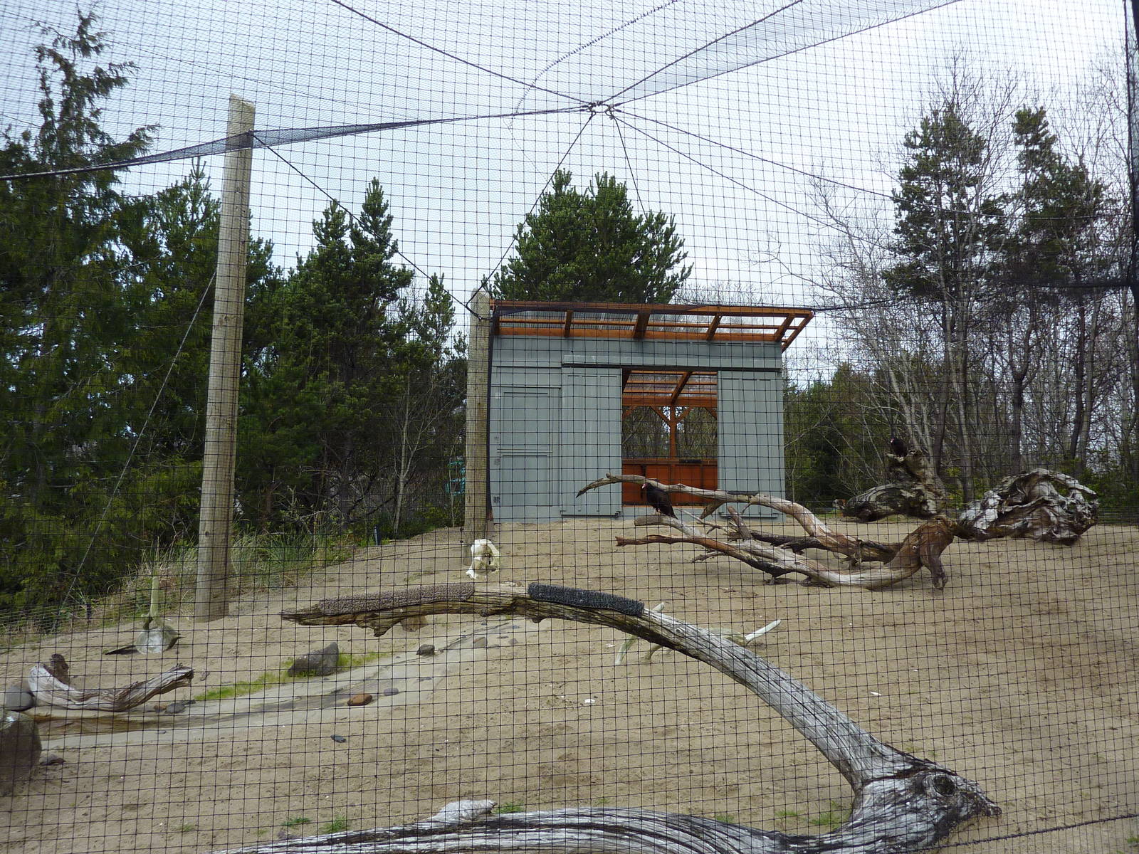 Turkey Vulture Exhibit