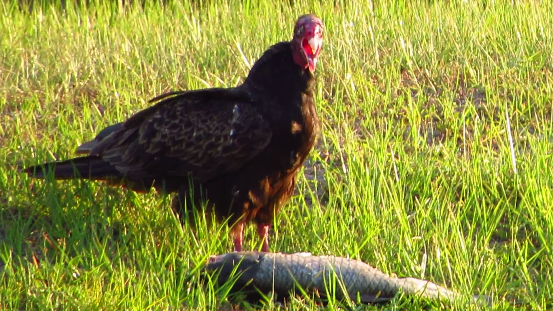 Turkey Vulture & Fish