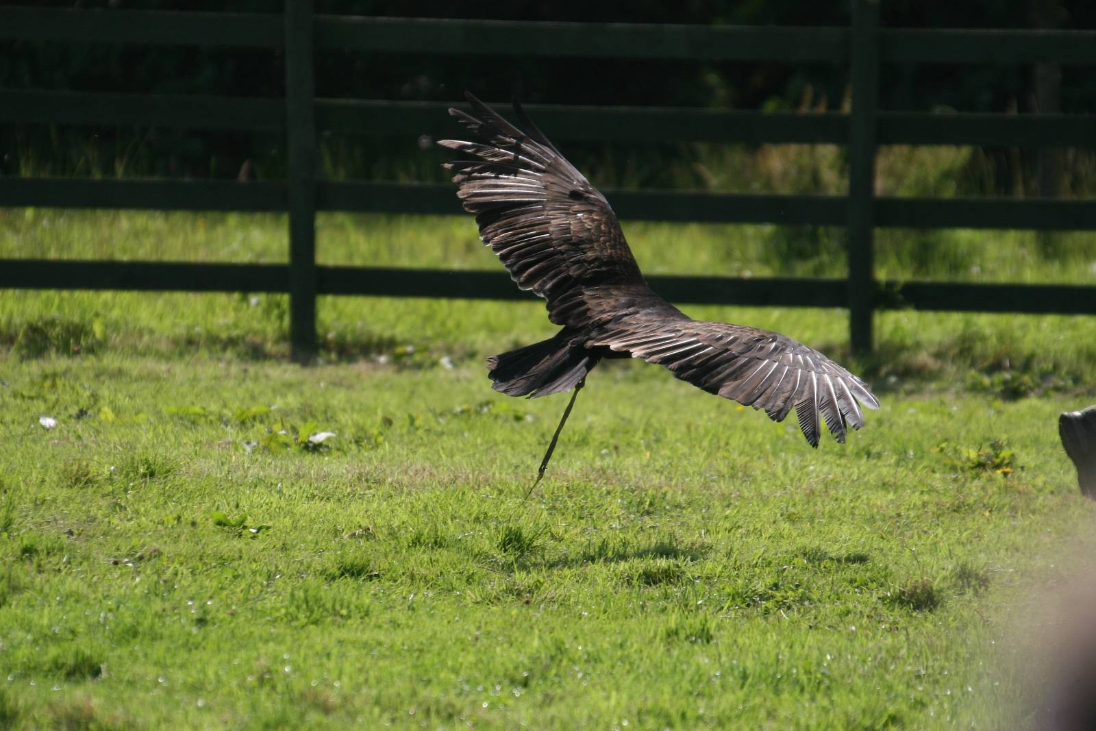 Turkey Vulture Flying, Gauntlet 2009