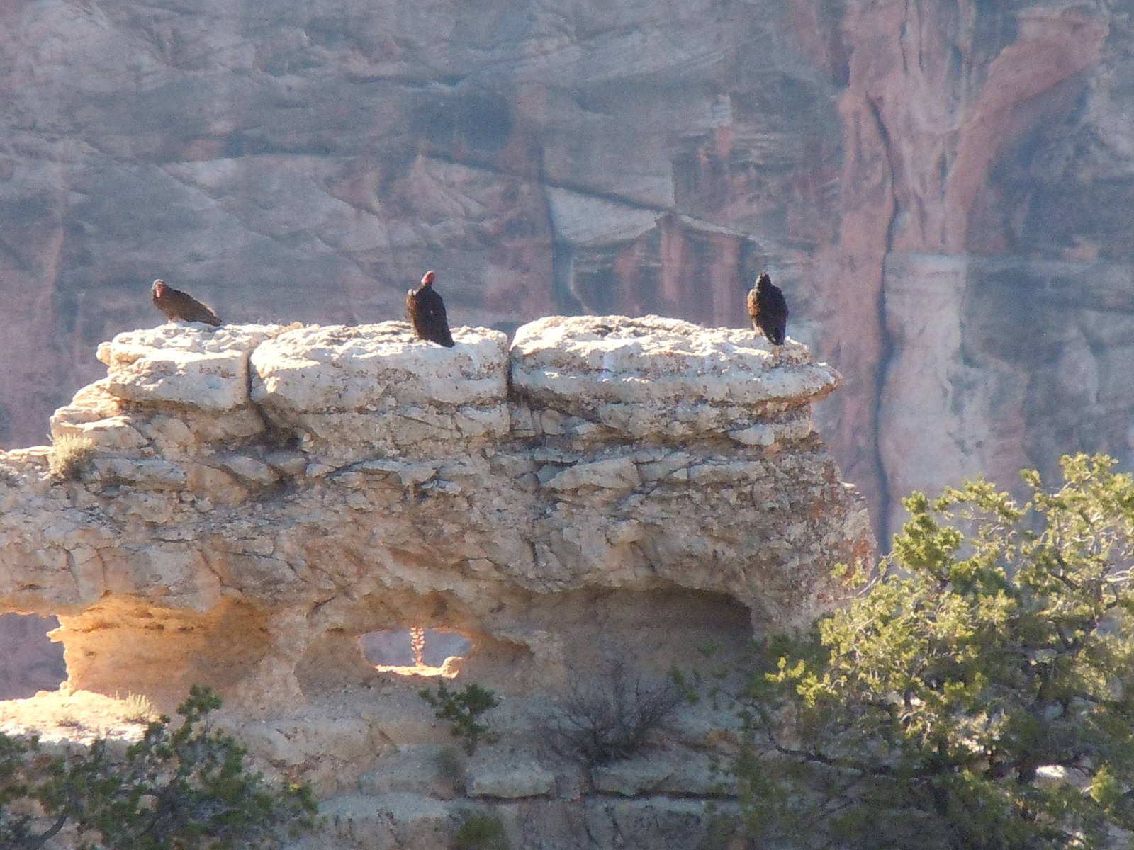 Turkey Vulture - Grand Canyon
