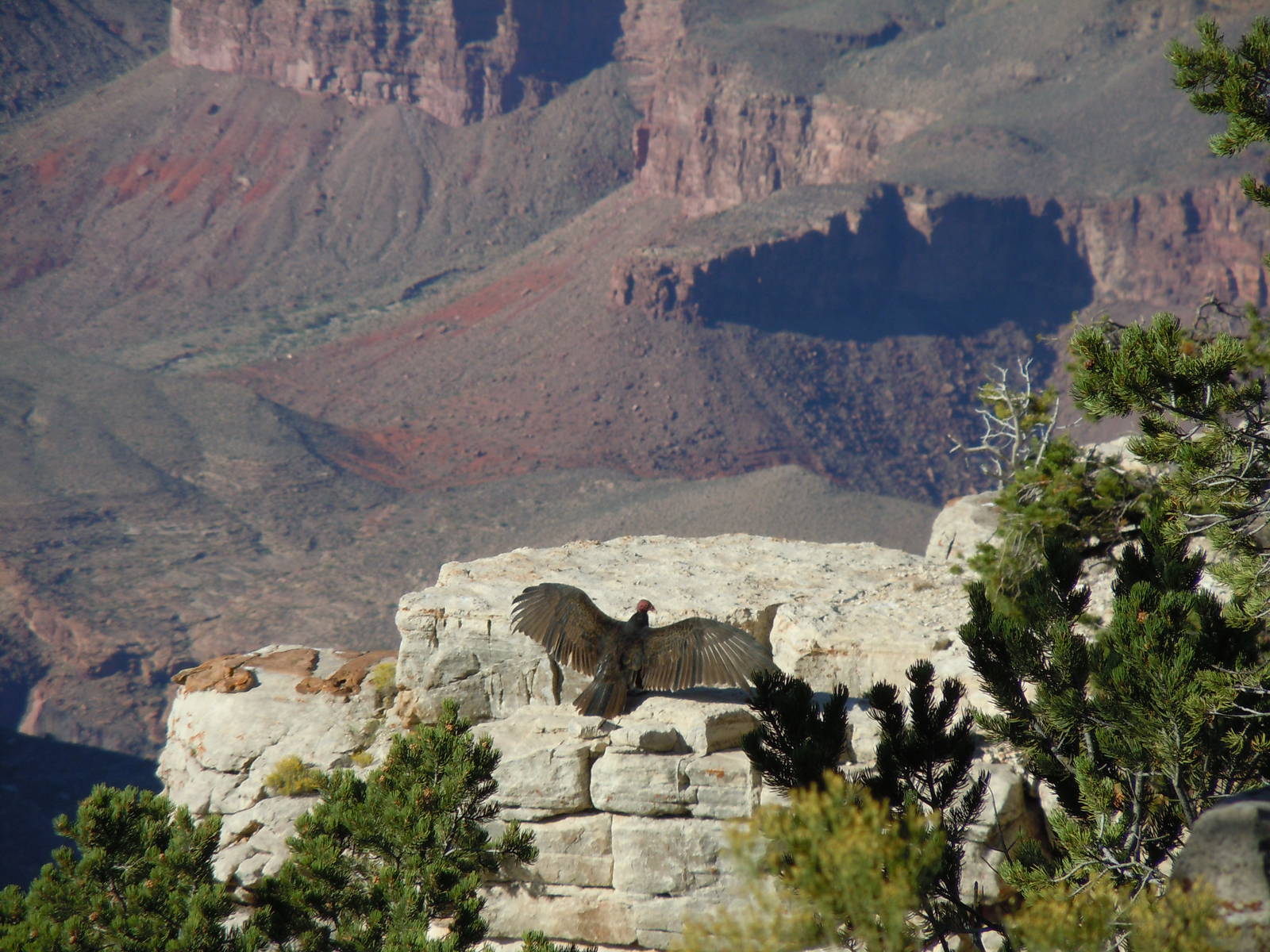 Turkey Vulture - Grand Canyon