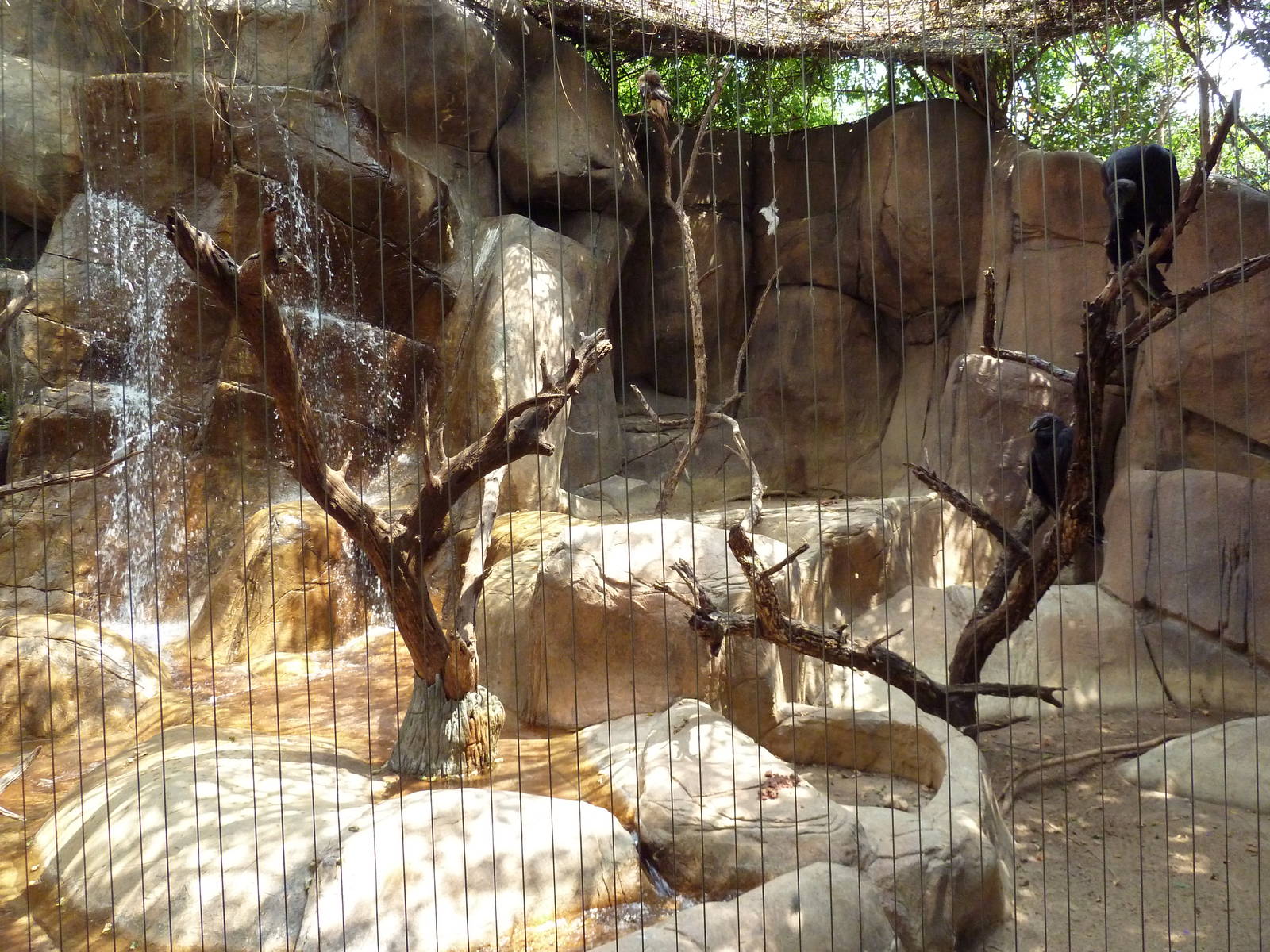 Turkey Vulture/Great Horned Owl/Barred Owl Exhibit