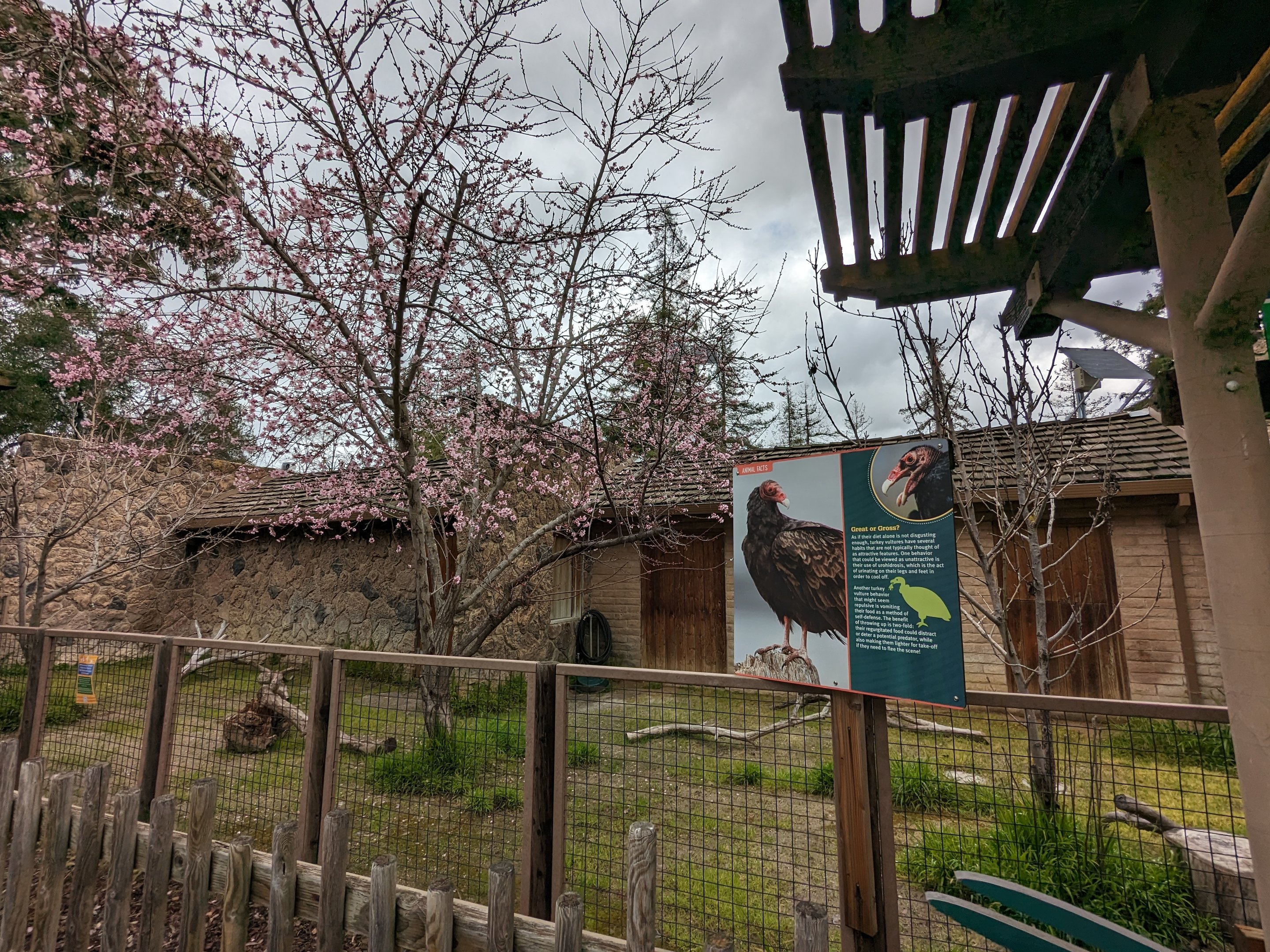 Turkey vulture habitat
