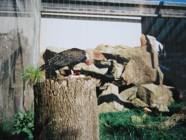 Turkey Vulture in African Aviary 1999.