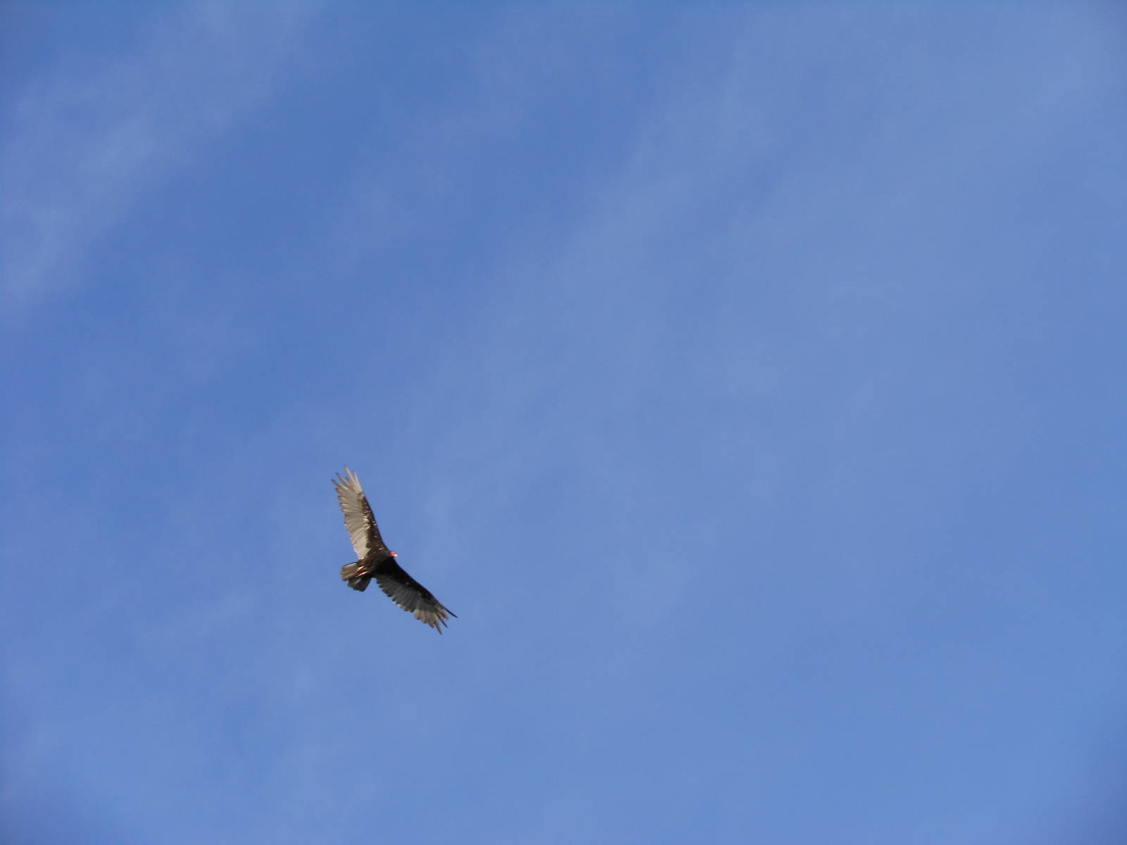 Turkey Vulture in Flight, New Haven, CT