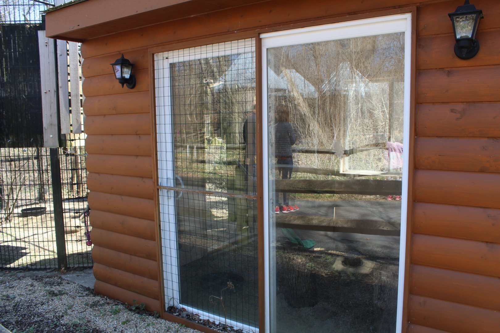 Turkey Vulture Indoors