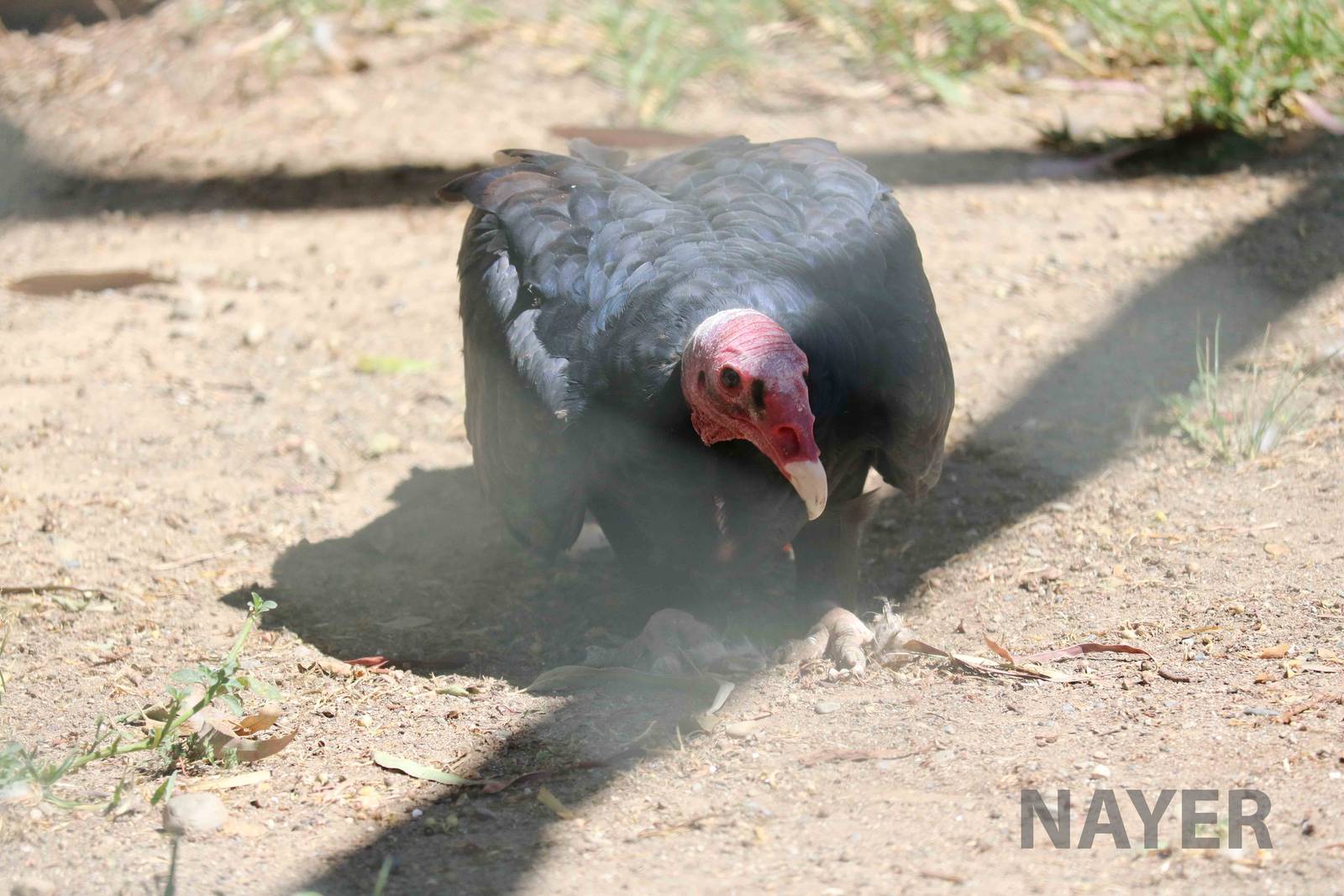 Turkey vulture, March 2016