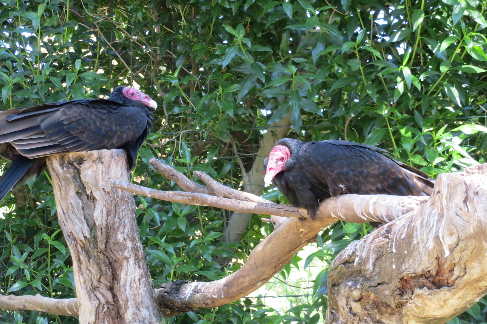 Turkey Vulture May 2014