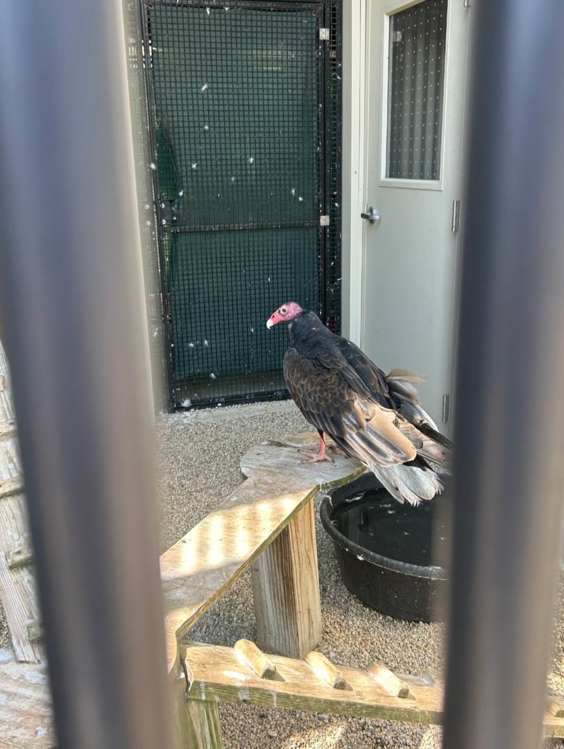 Turkey Vulture (Outdoor Discovery Center, Holland, MI, 8/8/25)
