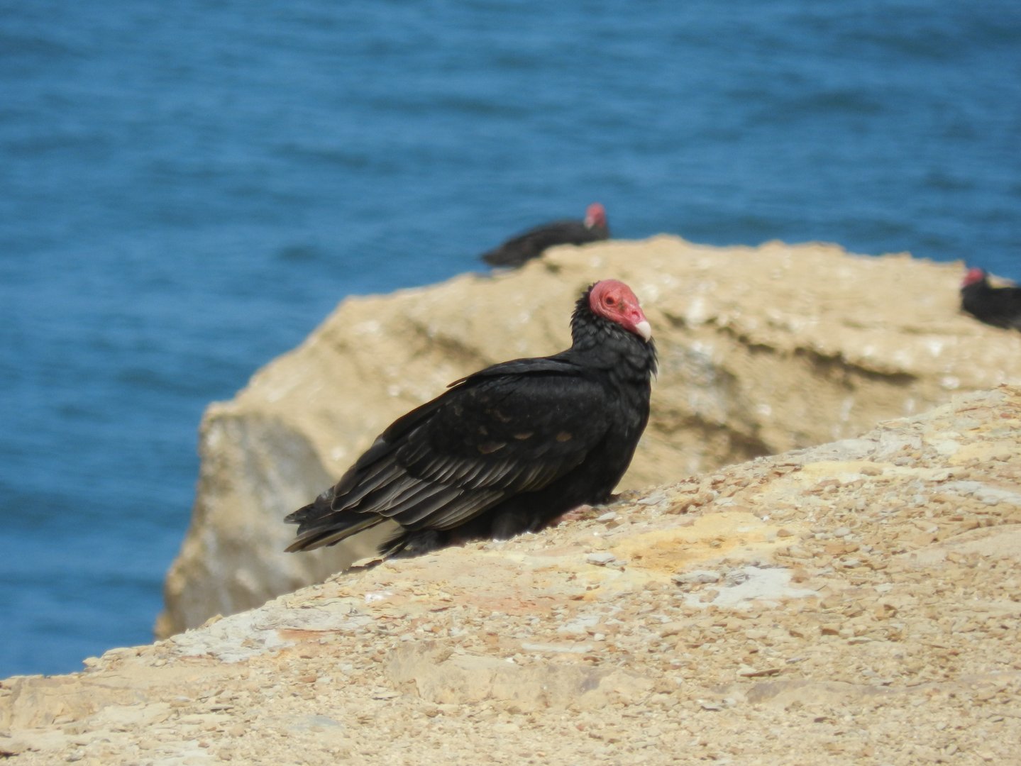 Turkey vulture - Paracas national reserve