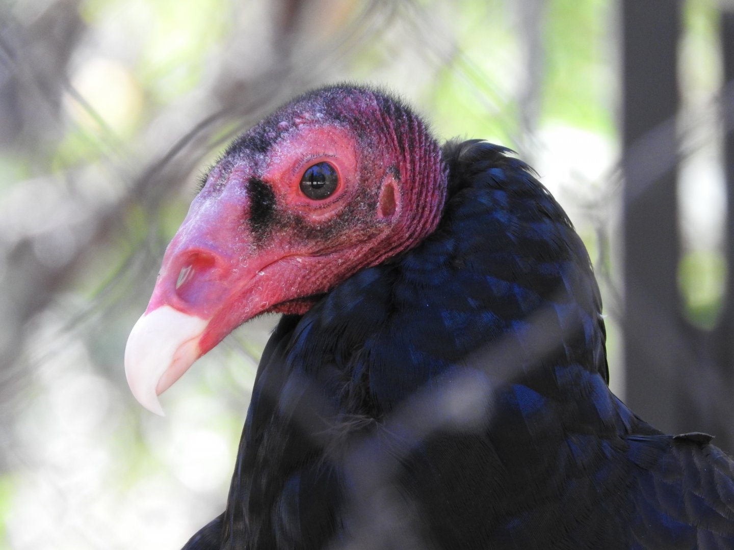 Turkey Vulture Portrait
