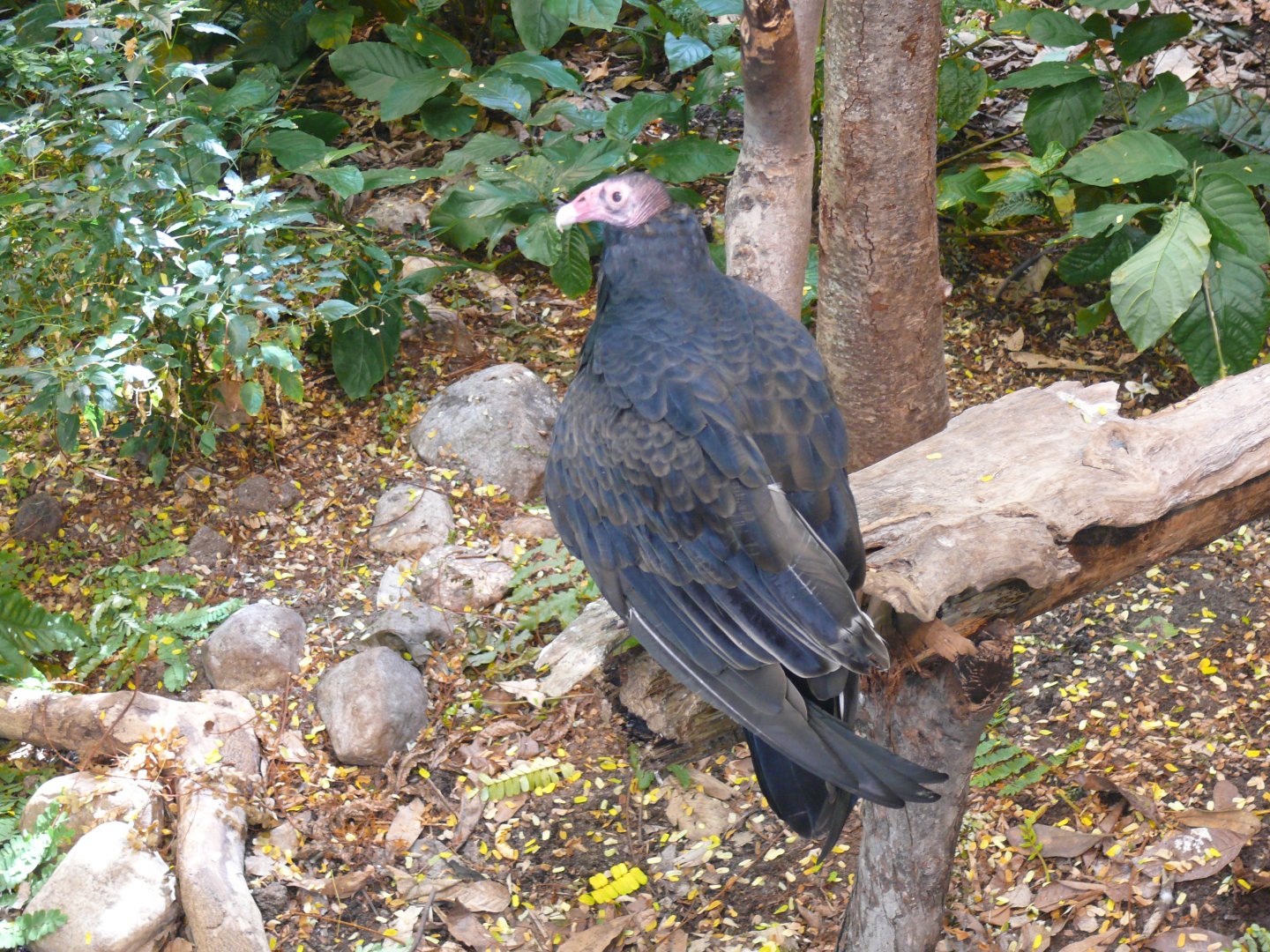 Turkey vulture - reopening 31-08-2020