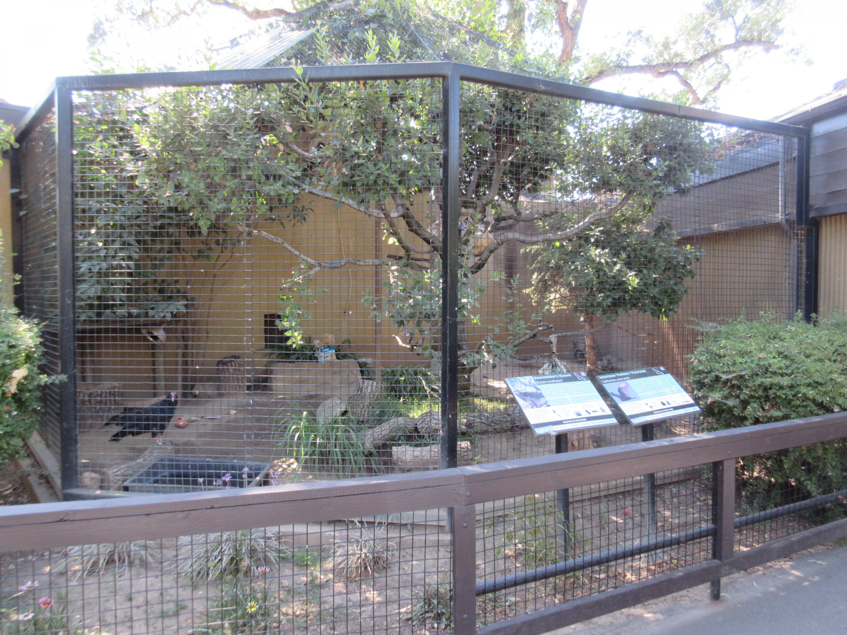 Turkey Vulture/Swainson's Hawk Exhibit